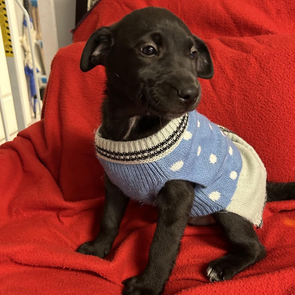 Enlarge Cayenne, a Adoptable Labrador Retriever in St. Peters, MO image 1/1
