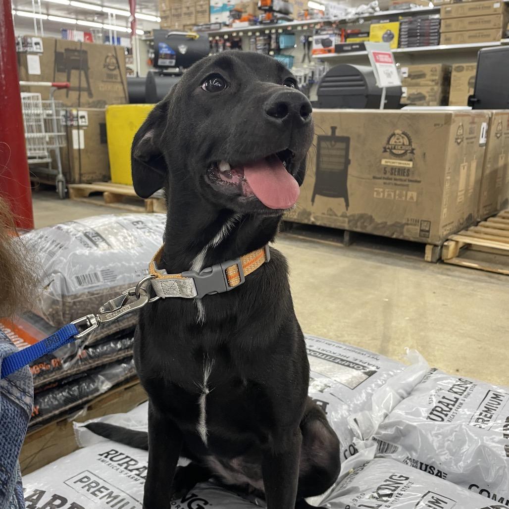 Enlarge Cayenne, a Adoptable Labrador Retriever in St. Peters, MO image 5/6