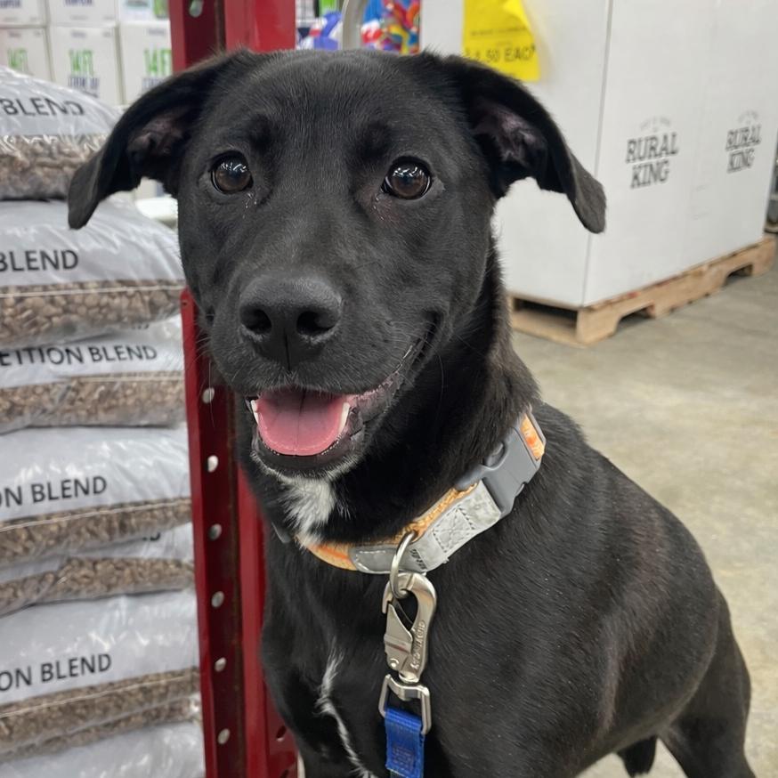 Enlarge Cayenne, a Adoptable Labrador Retriever in St. Peters, MO image 6/6