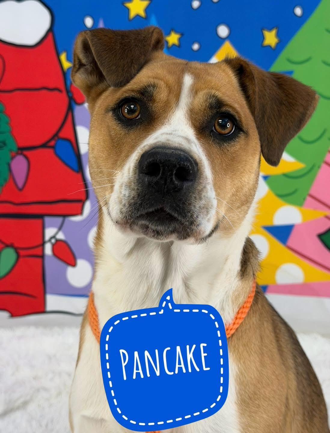 Pancake, ADOPTABLE, Adult Female Mixed Breed.