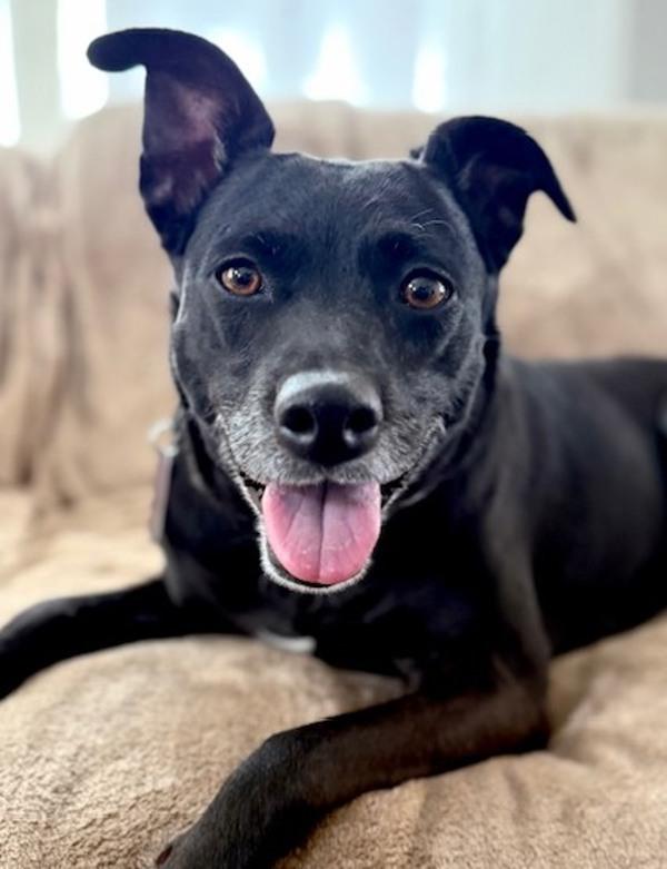 Aspen, Adoptable, Adult Female Labrador Retriever & Australian Cattle Dog / Blue Heeler.