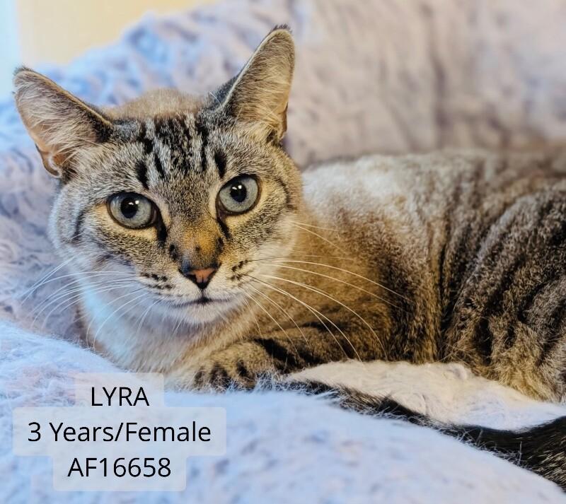 Enlarge Lyra, a Adoptable Domestic Short Hair in Supply, NC image 1/1