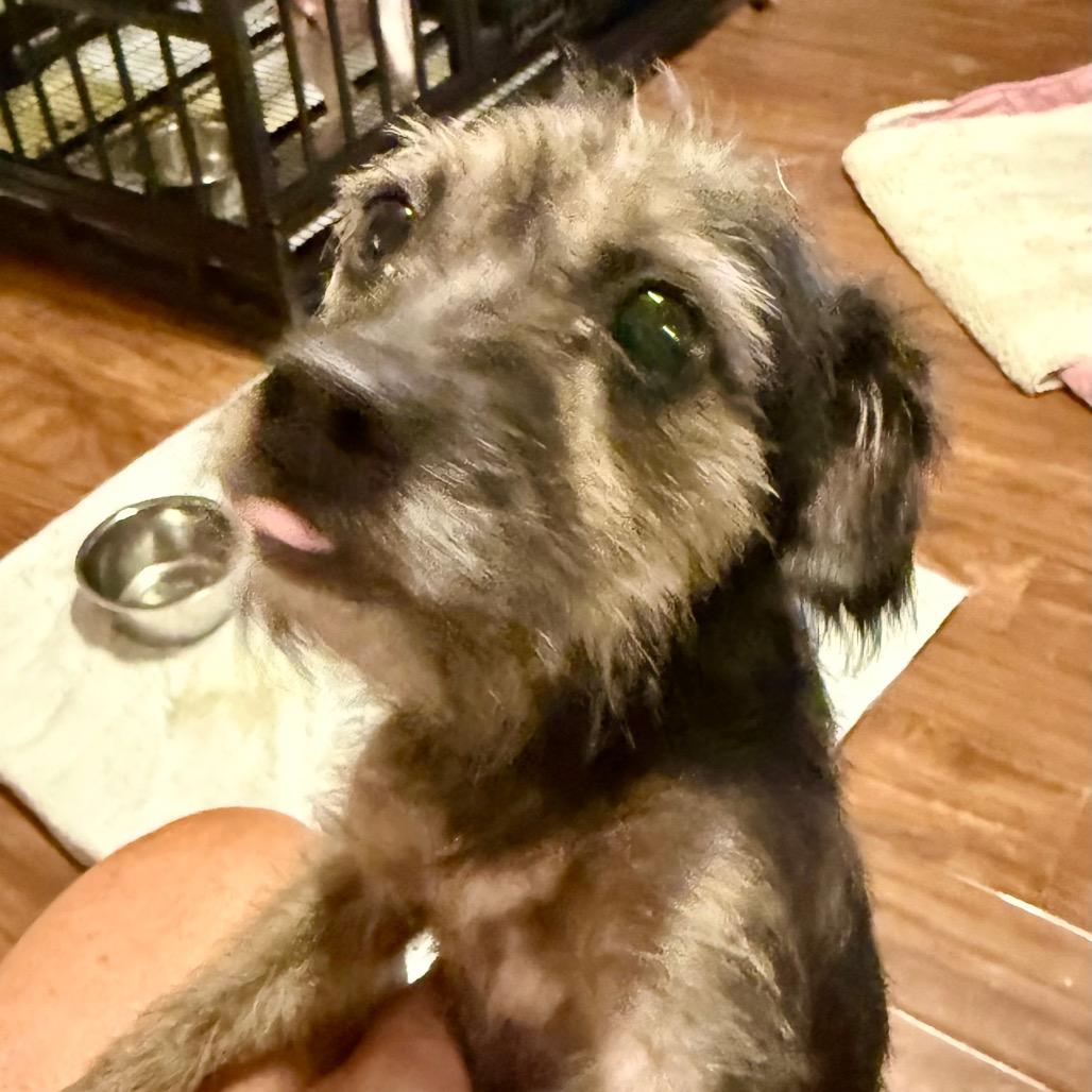 Enlarge Lil' Elle, a Adoptable Terrier in Ennis, TX image 1/4