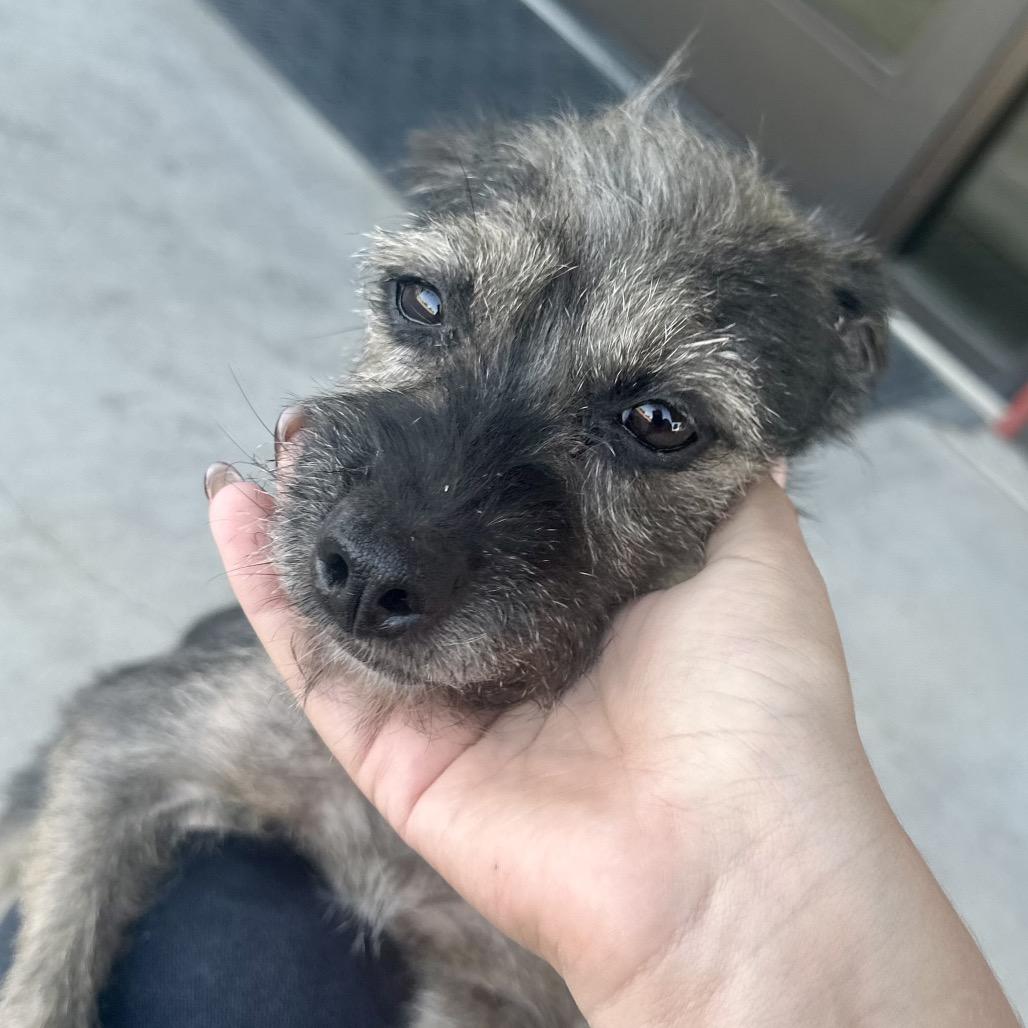 Enlarge Lil' Elle, a Adoptable Terrier in Ennis, TX image 2/4