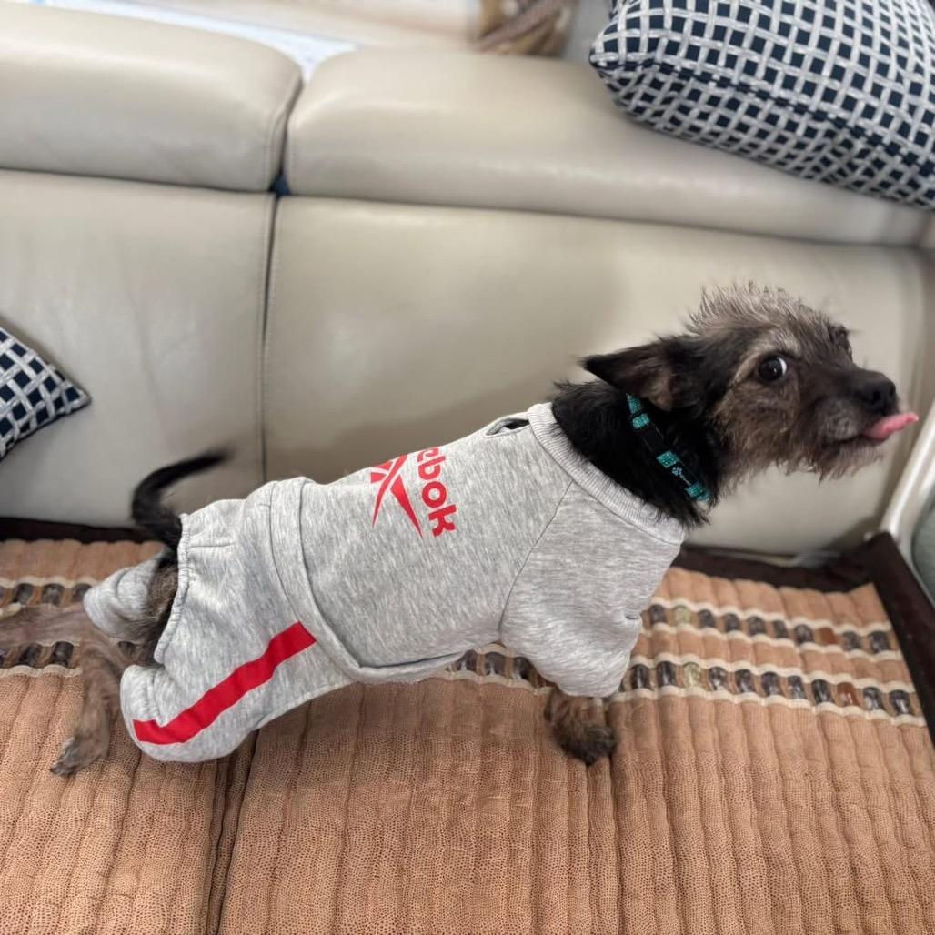 Enlarge Lil' Elle, a Adoptable Terrier in Ennis, TX image 4/4