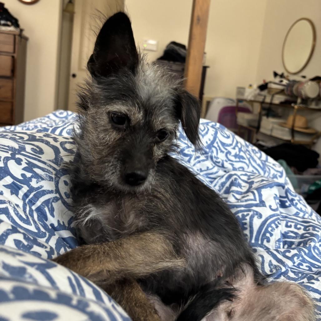 Enlarge Lil' Elle (Ellie), a Adoptable Terrier in Ennis, TX image 5/5