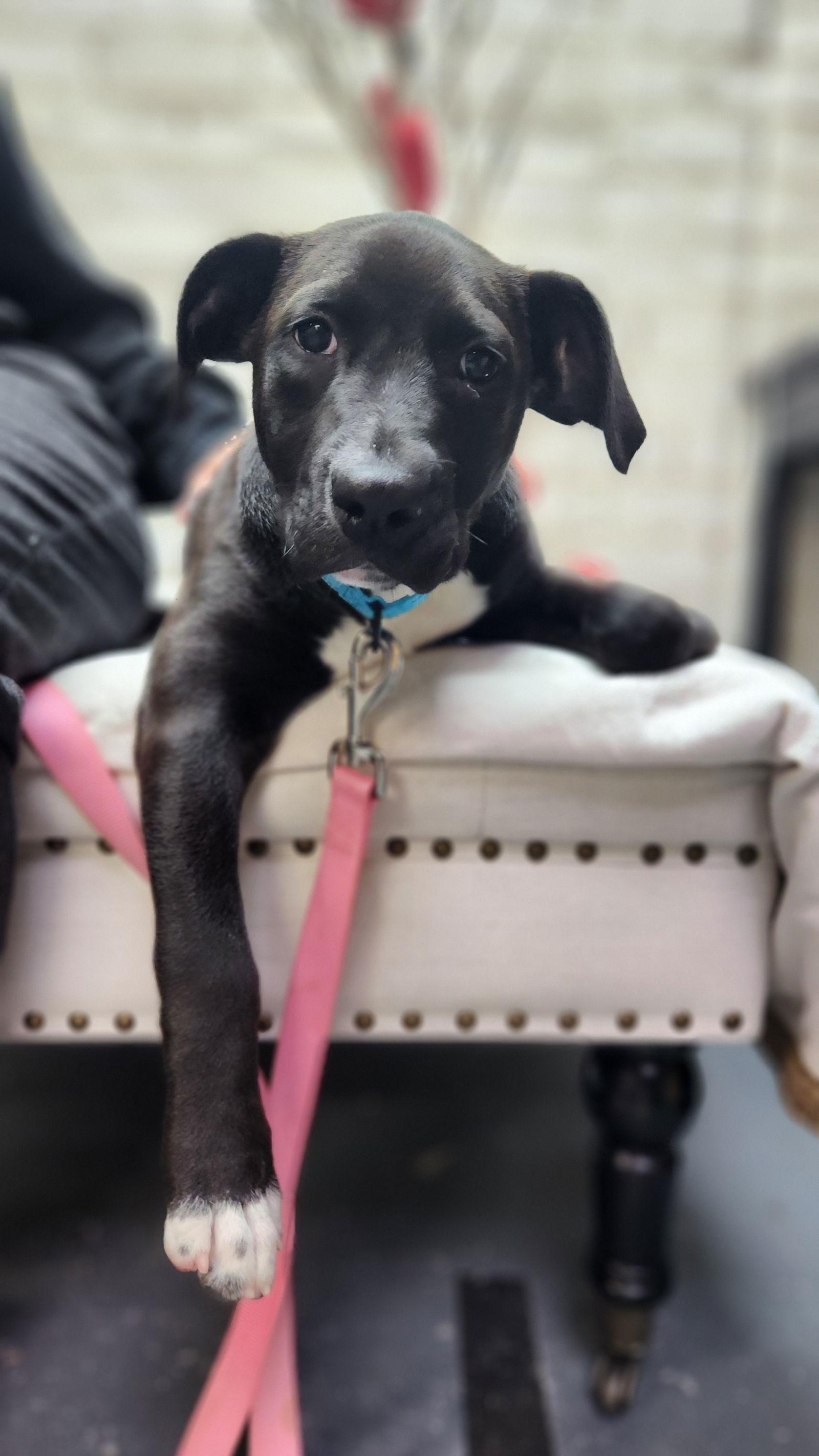 Annie, Adoptable, Young Female Pit Bull Terrier.