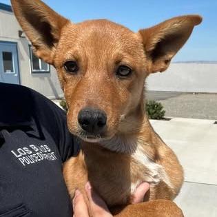 26-802, Adoptable, Puppy Female Mixed Breed.