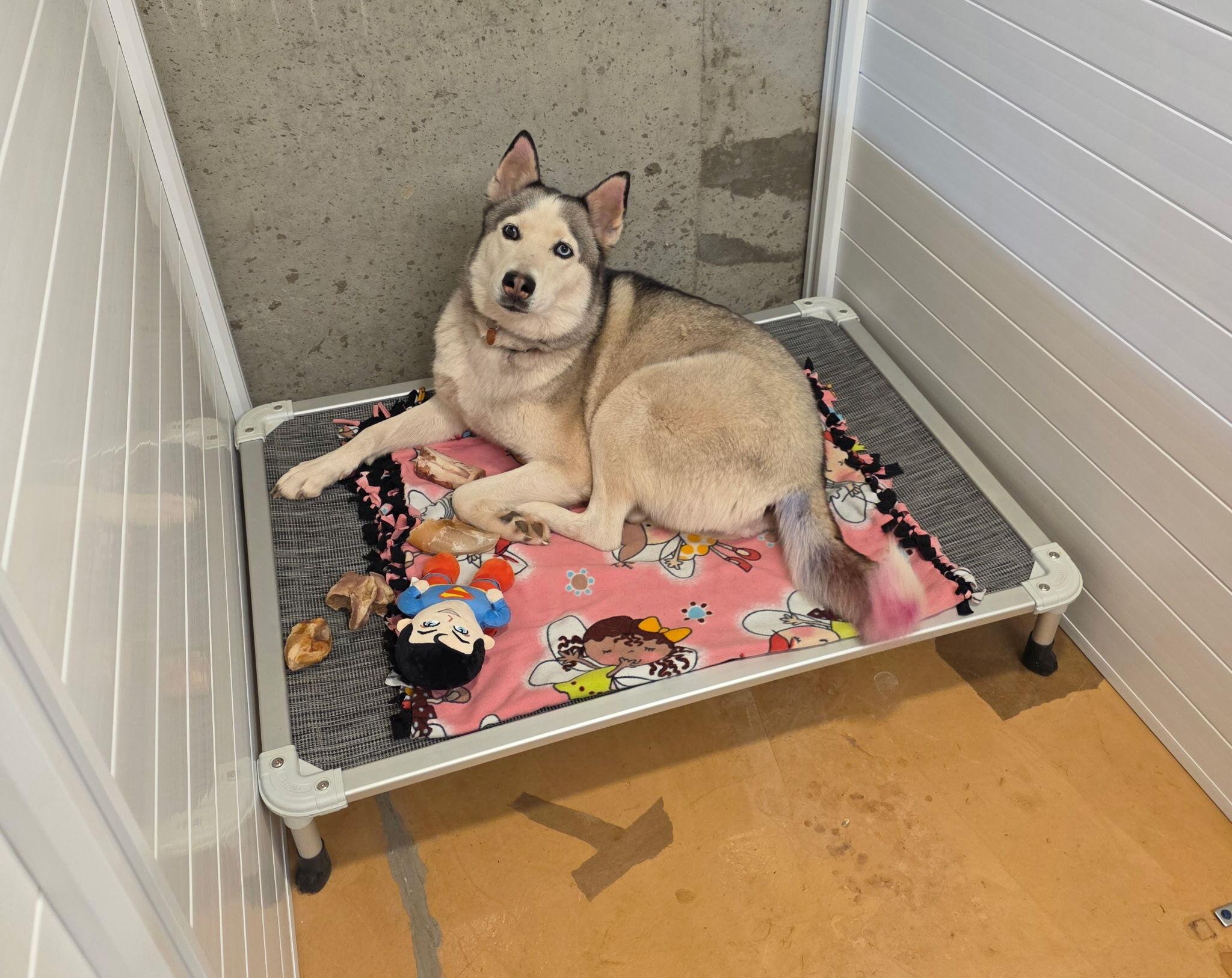 Melon, Adoptable, Adult Female Siberian Husky.