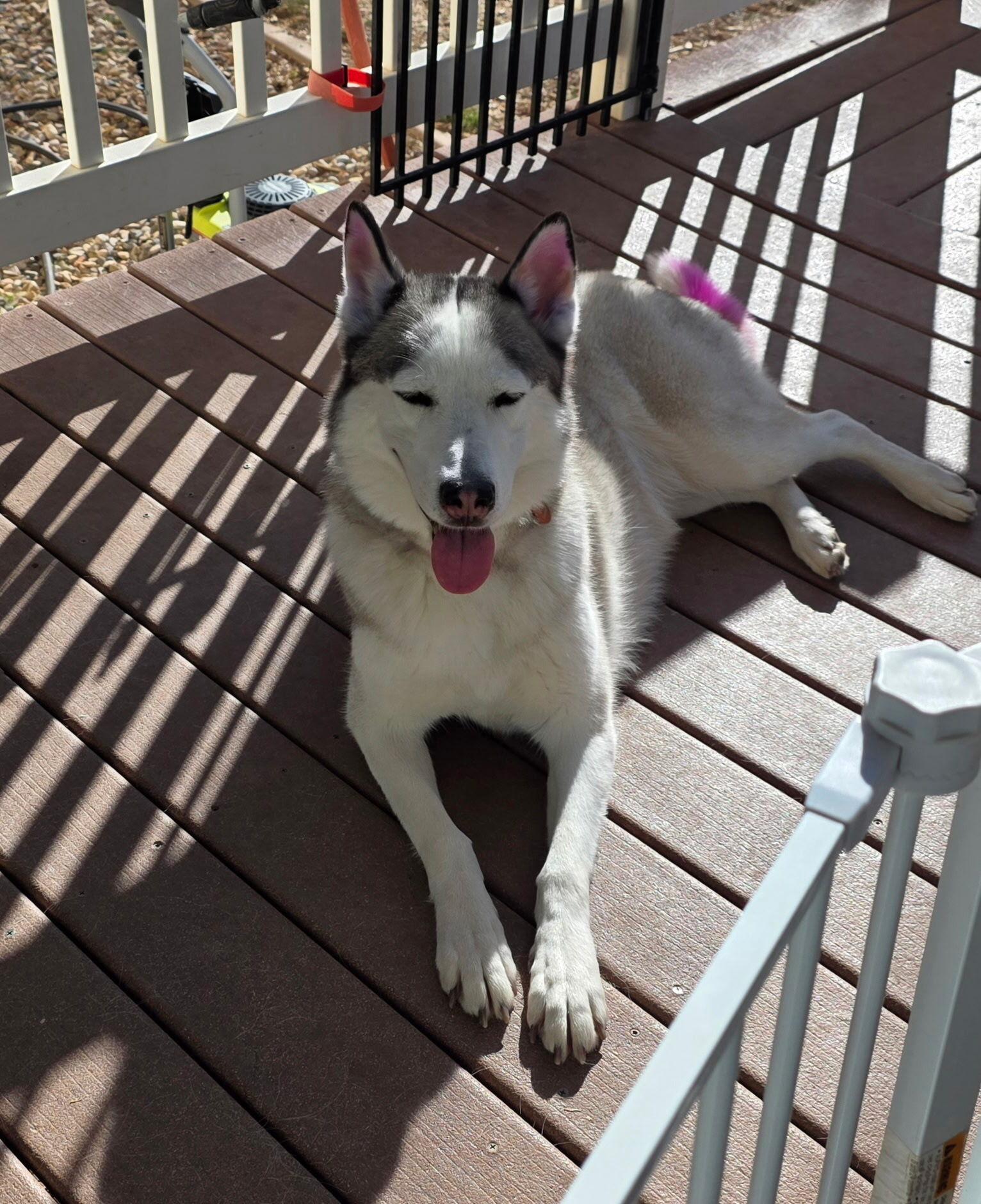 Enlarge Melon, a Adoptable Siberian Husky in Cottonwood Heights, UT image 2/6