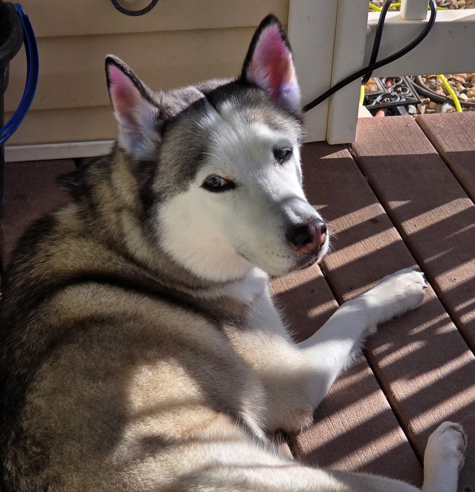 Enlarge Melon, a Adoptable Siberian Husky in Cottonwood Heights, UT image 3/6