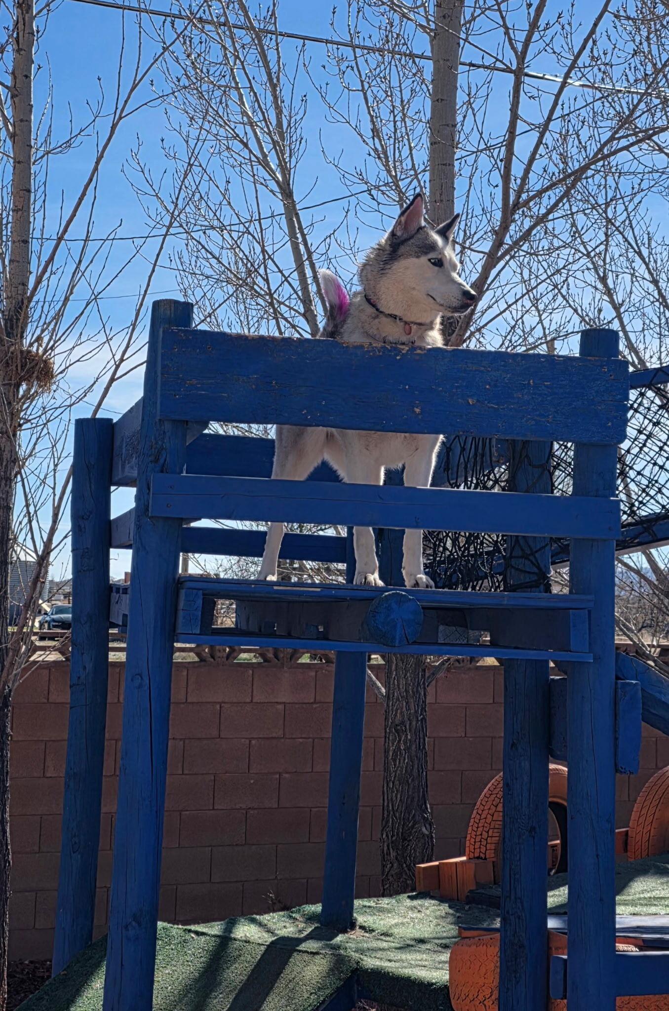 Enlarge Melon, a Adoptable Siberian Husky in Cottonwood Heights, UT image 4/6