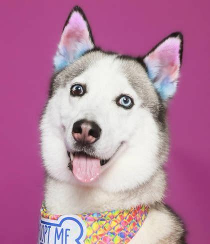 Enlarge Melon, a Adoptable Siberian Husky in Cottonwood Heights, UT image 5/6