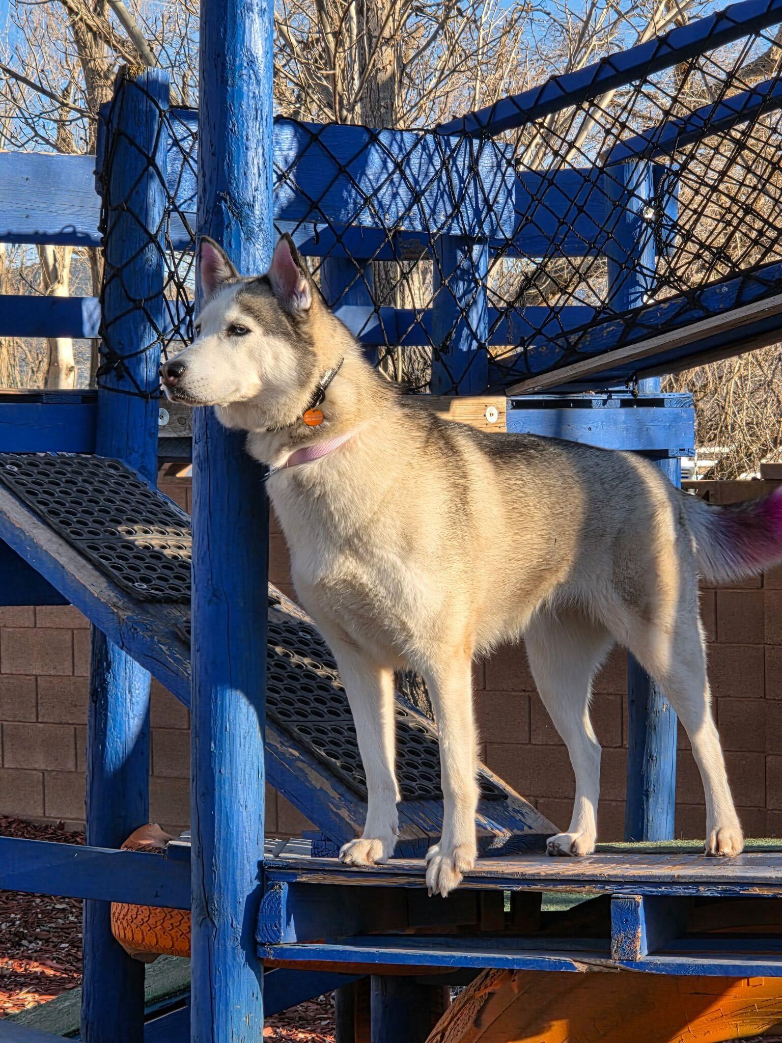 Enlarge Melon, a Adoptable Siberian Husky in Cottonwood Heights, UT image 6/6