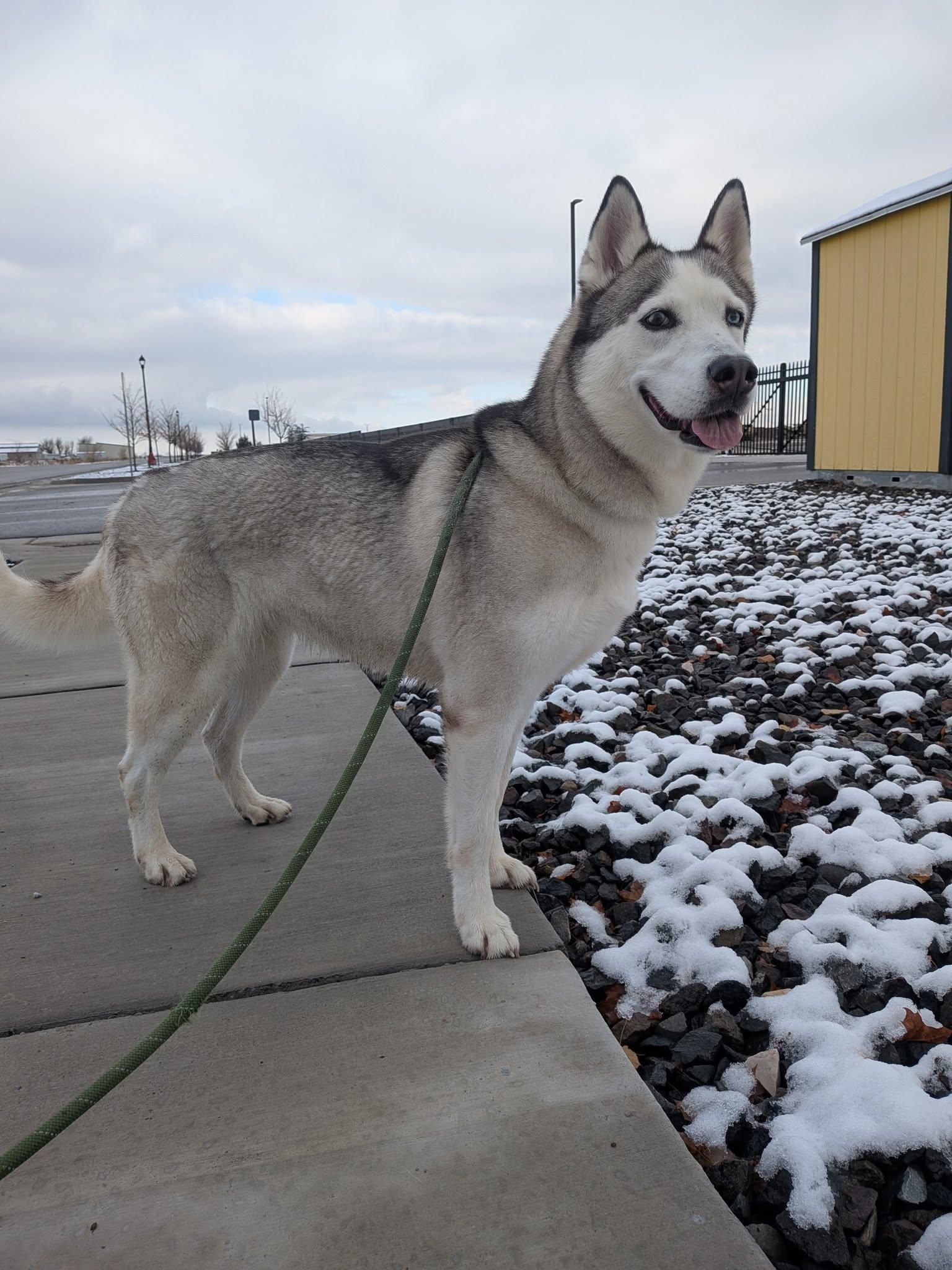 Melon, a Adoptable Siberian Husky in Cottonwood Heights, UT image 6/6