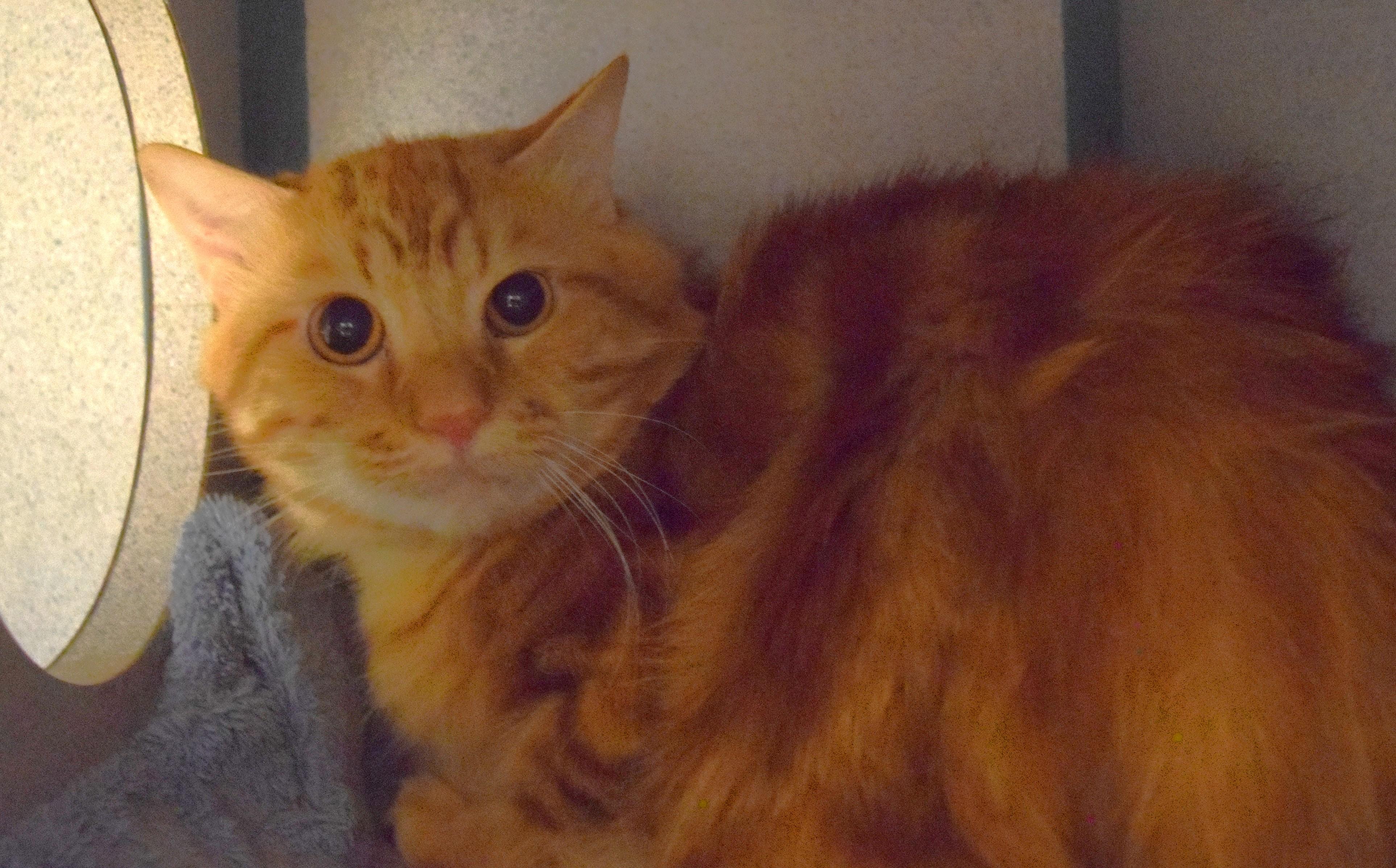 22540, ADOPTABLE, Adult Male Domestic Short Hair.