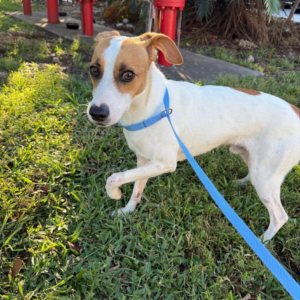 Lucky II, Adoptable, Adult Male Jack Russell Terrier.
