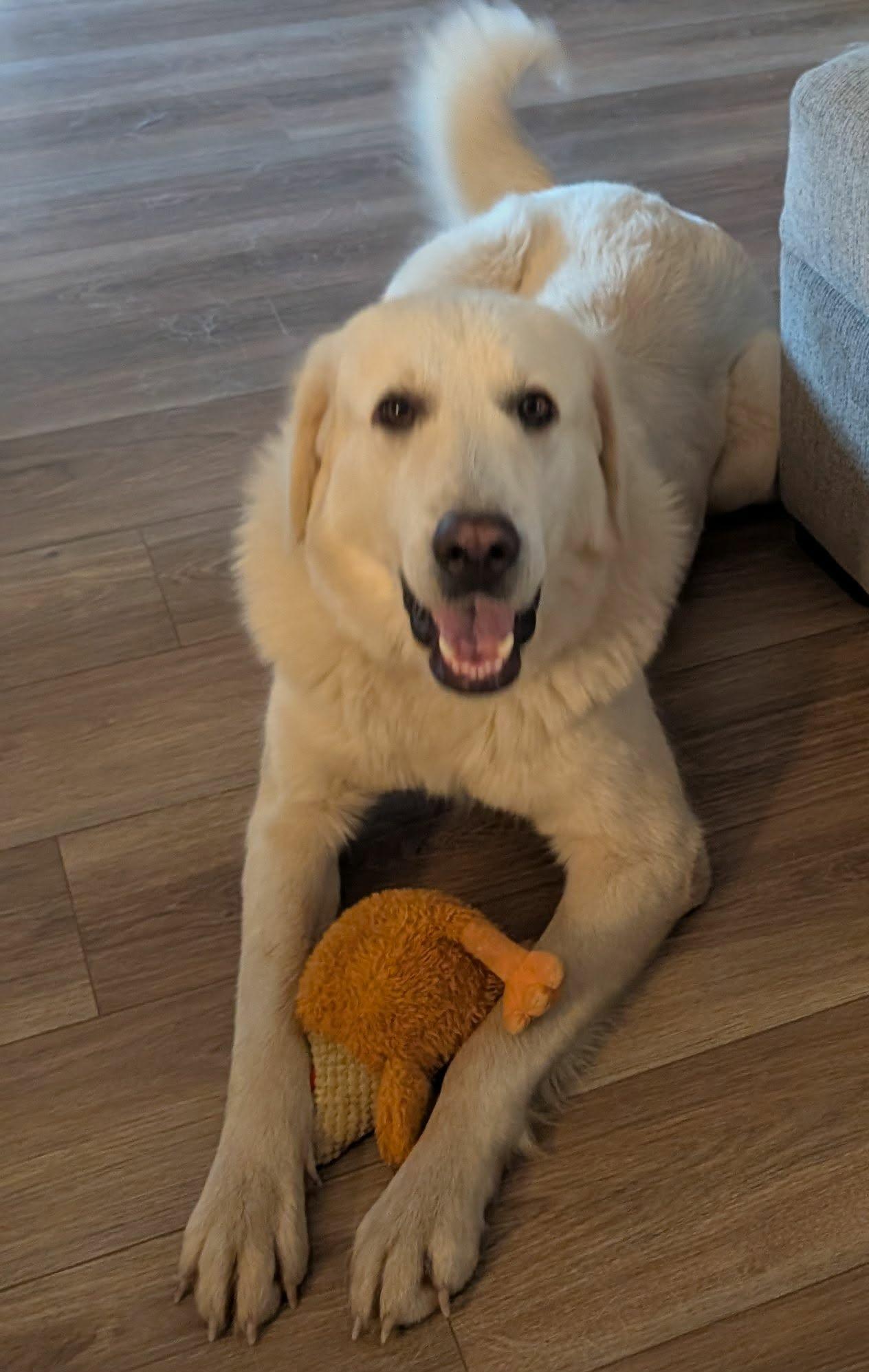 Melody, ADOPTABLE, Young Female Great Pyrenees.