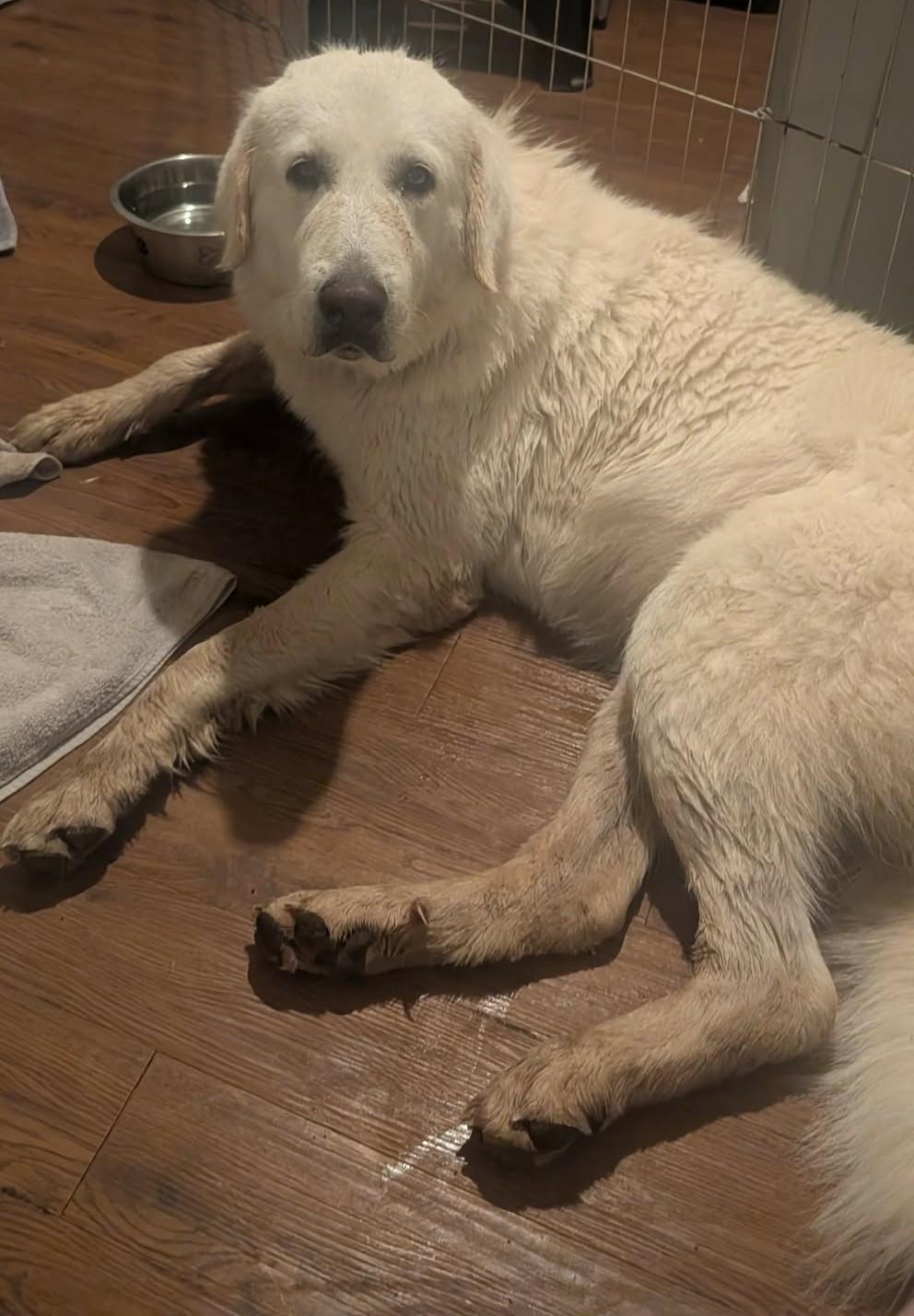 Enlarge Melody, a ADOPTABLE Great Pyrenees in Kiowa, OK image 3/6