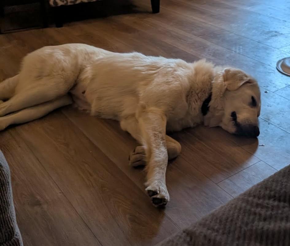 Enlarge Melody, a ADOPTABLE Great Pyrenees in Kiowa, OK image 4/6