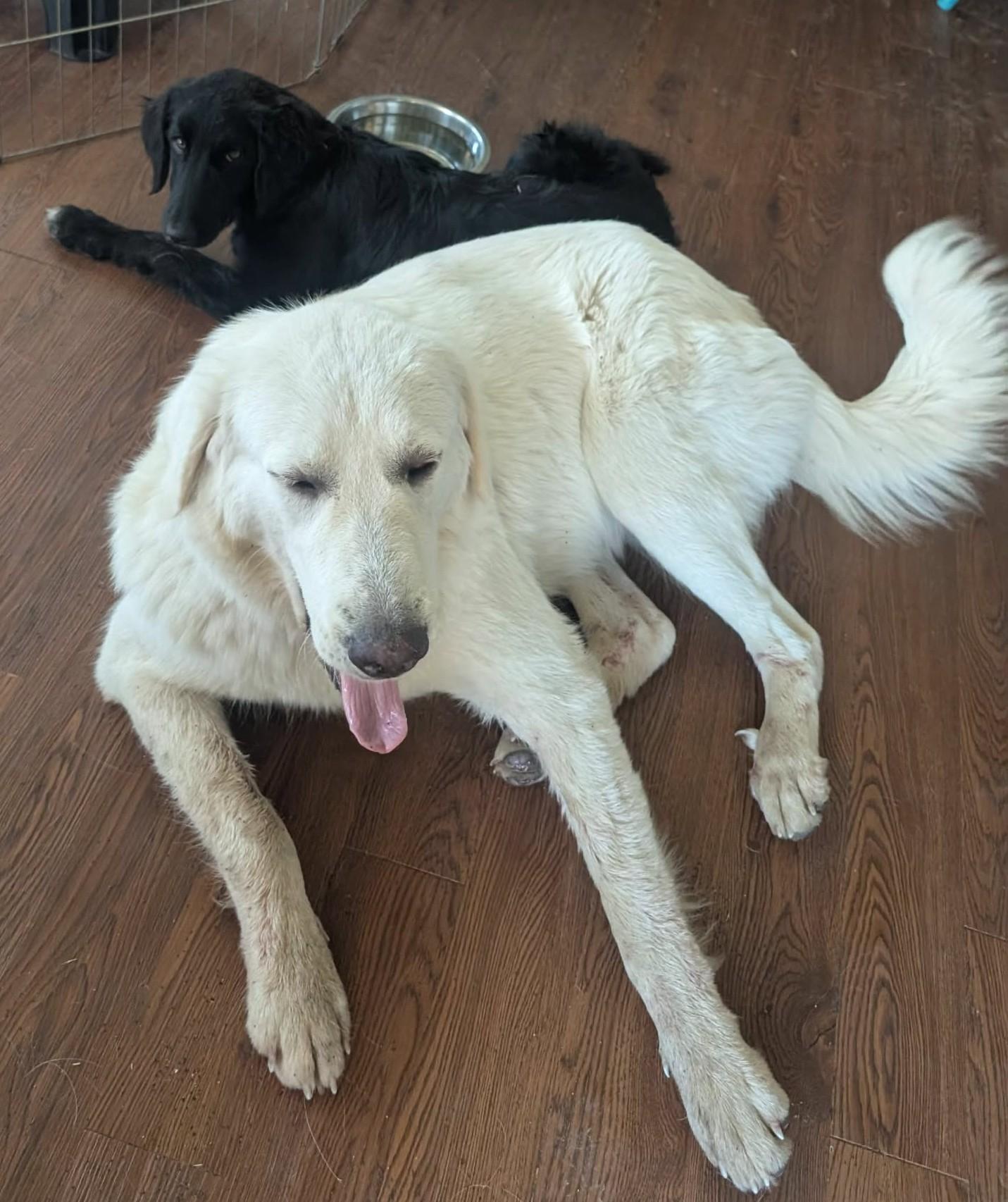 Enlarge Melody, a ADOPTABLE Great Pyrenees in Kiowa, OK image 6/6