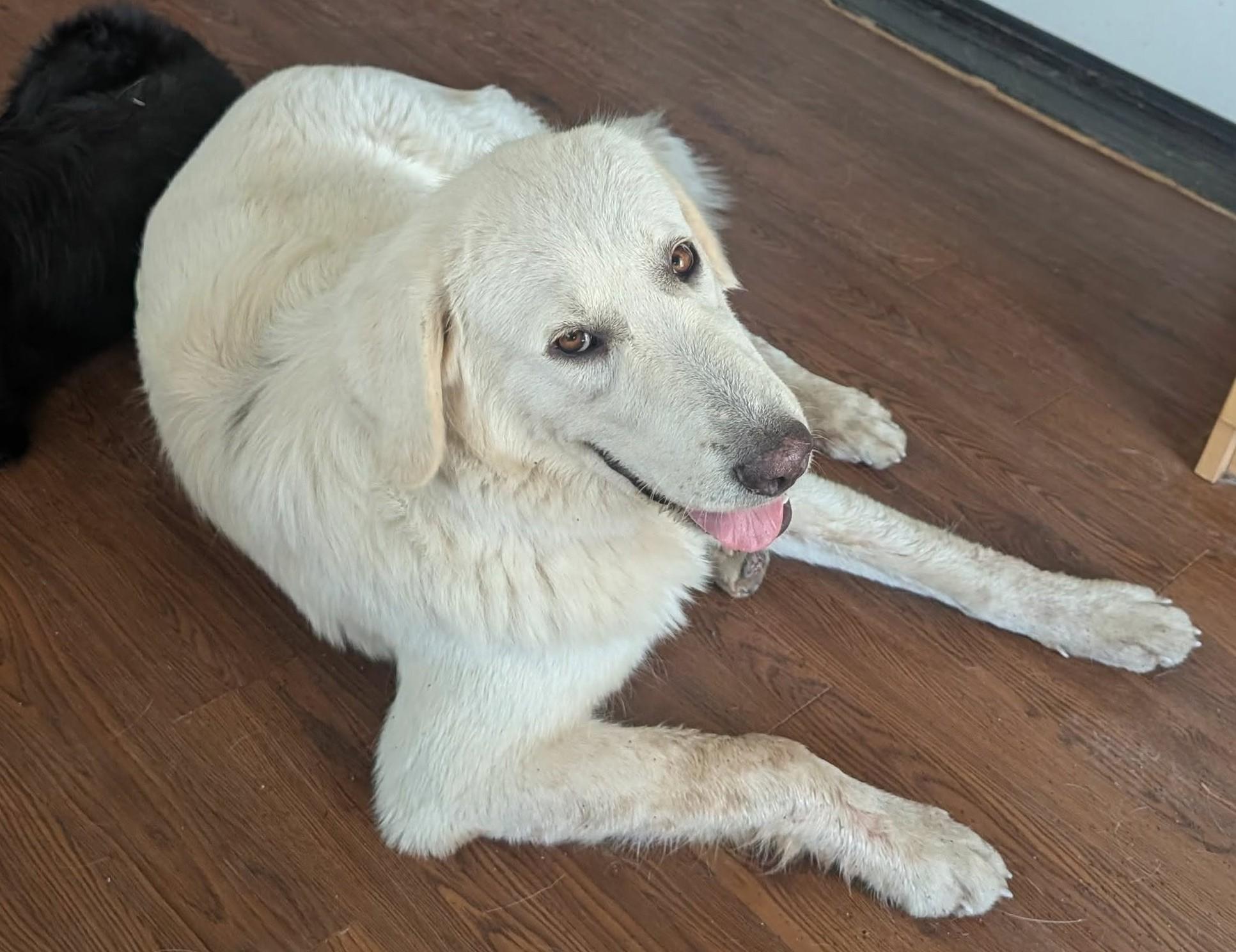 Enlarge Melody, a ADOPTABLE Great Pyrenees in Kiowa, OK image 5/6
