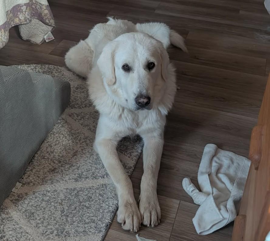 Enlarge Melody, a ADOPTABLE Great Pyrenees in Kiowa, OK image 2/6
