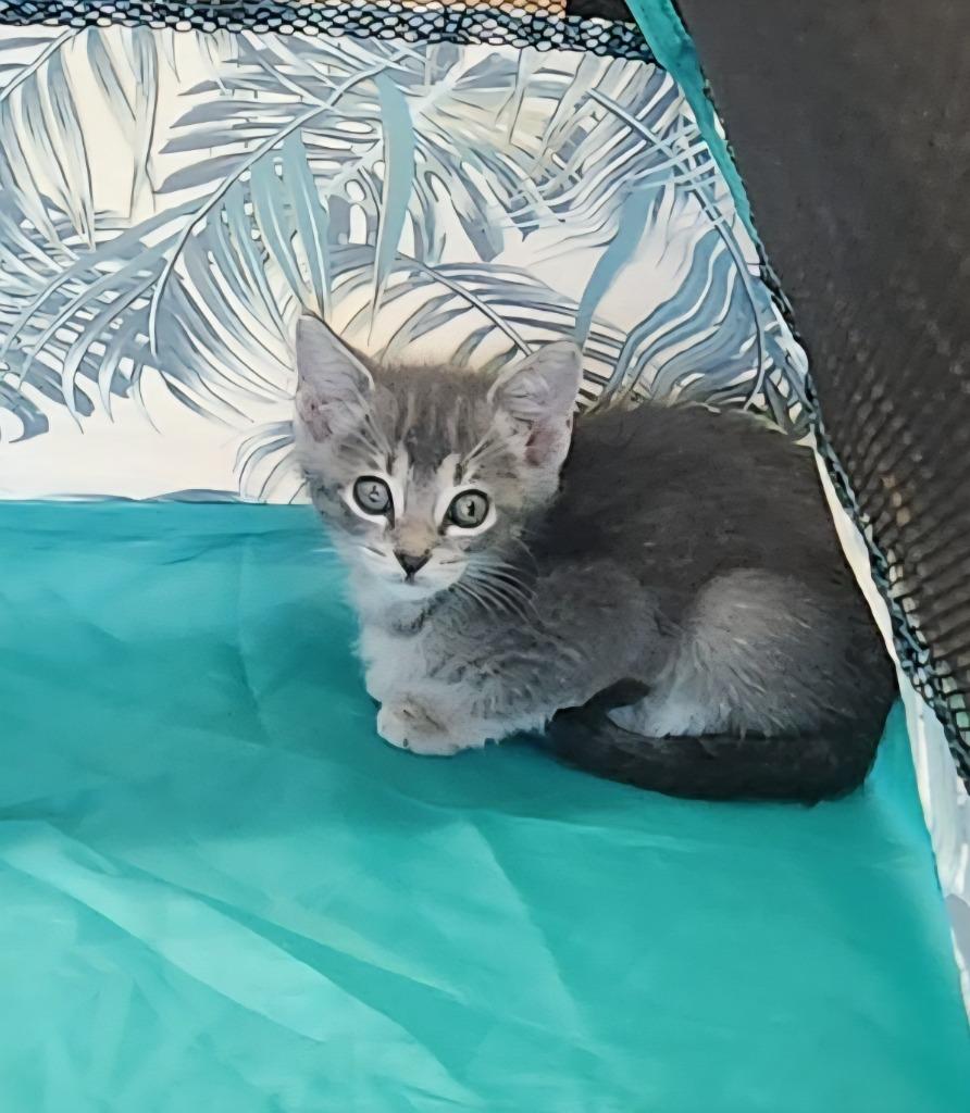 Oaks, Adopted, Kitten Female Domestic Short Hair.