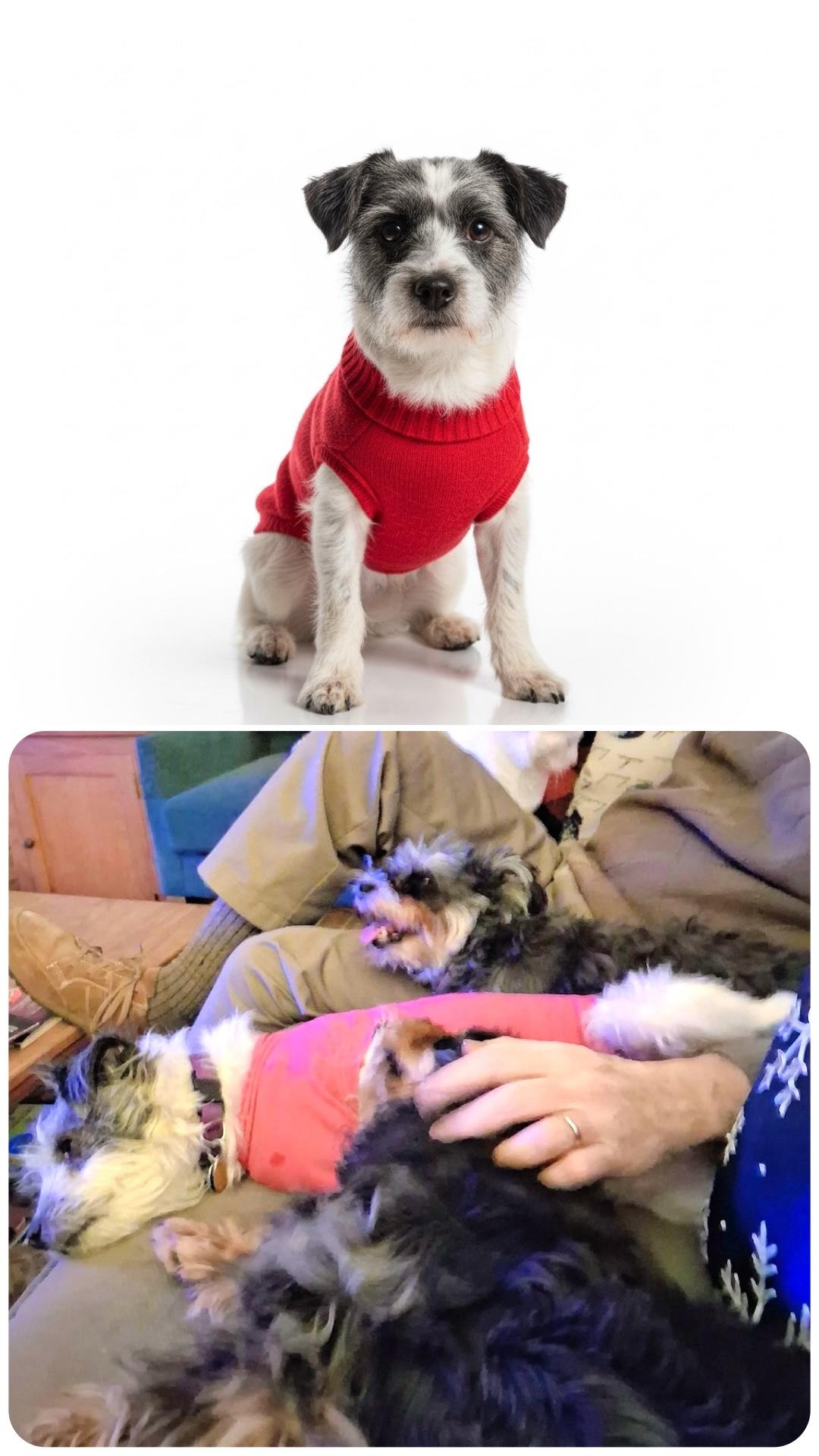 River, Adoptable, Adult Female Jack Russell Terrier & Poodle.