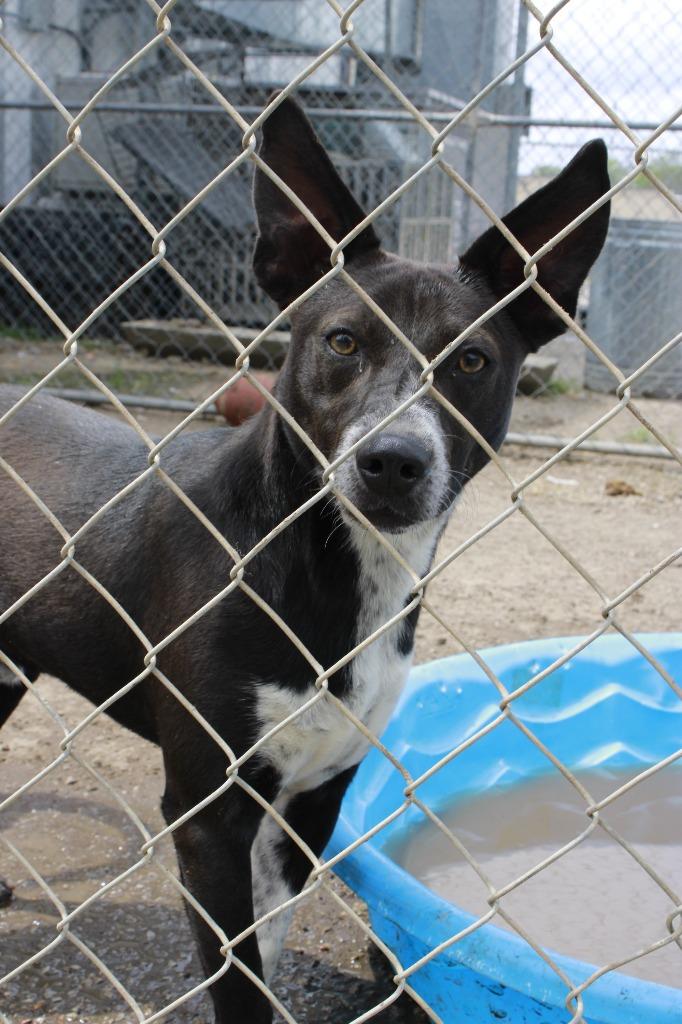 Enlarge Murphy, a Adoptable mixed breed in Dyersburg, TN image 1/3