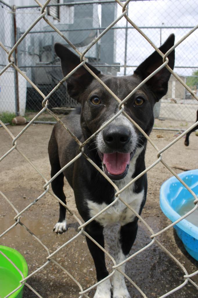 Enlarge Murphy, a Adoptable mixed breed in Dyersburg, TN image 2/3