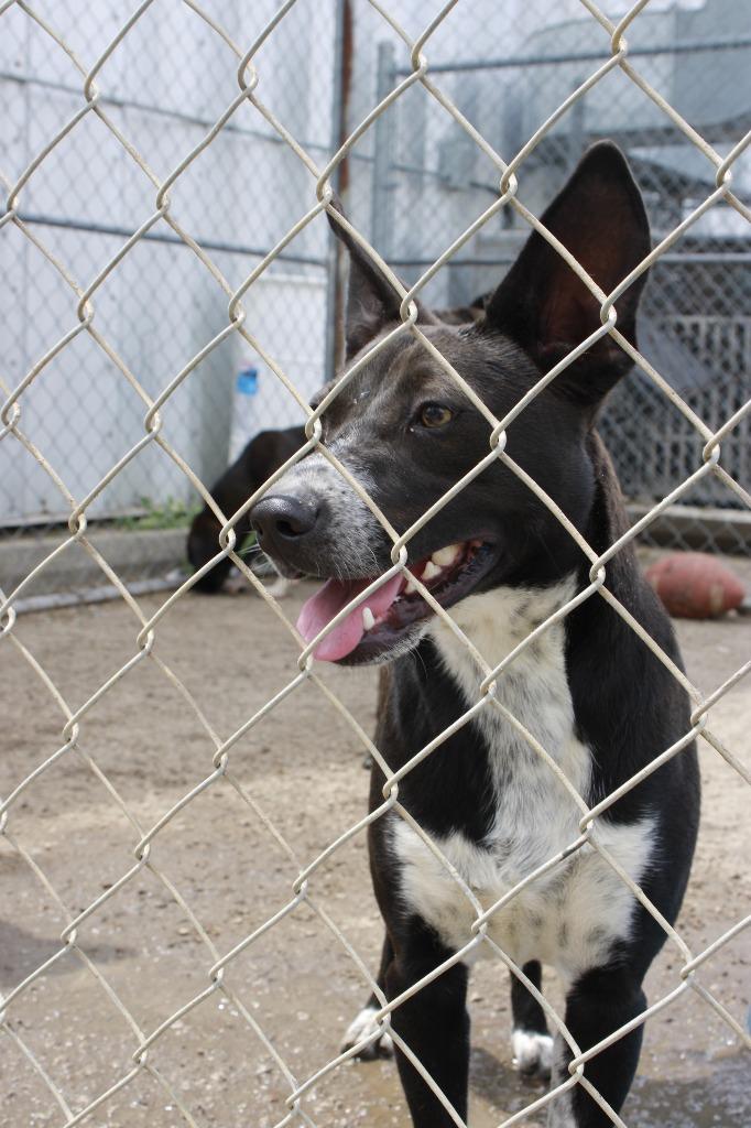 Enlarge Murphy, a Adoptable mixed breed in Dyersburg, TN image 3/3