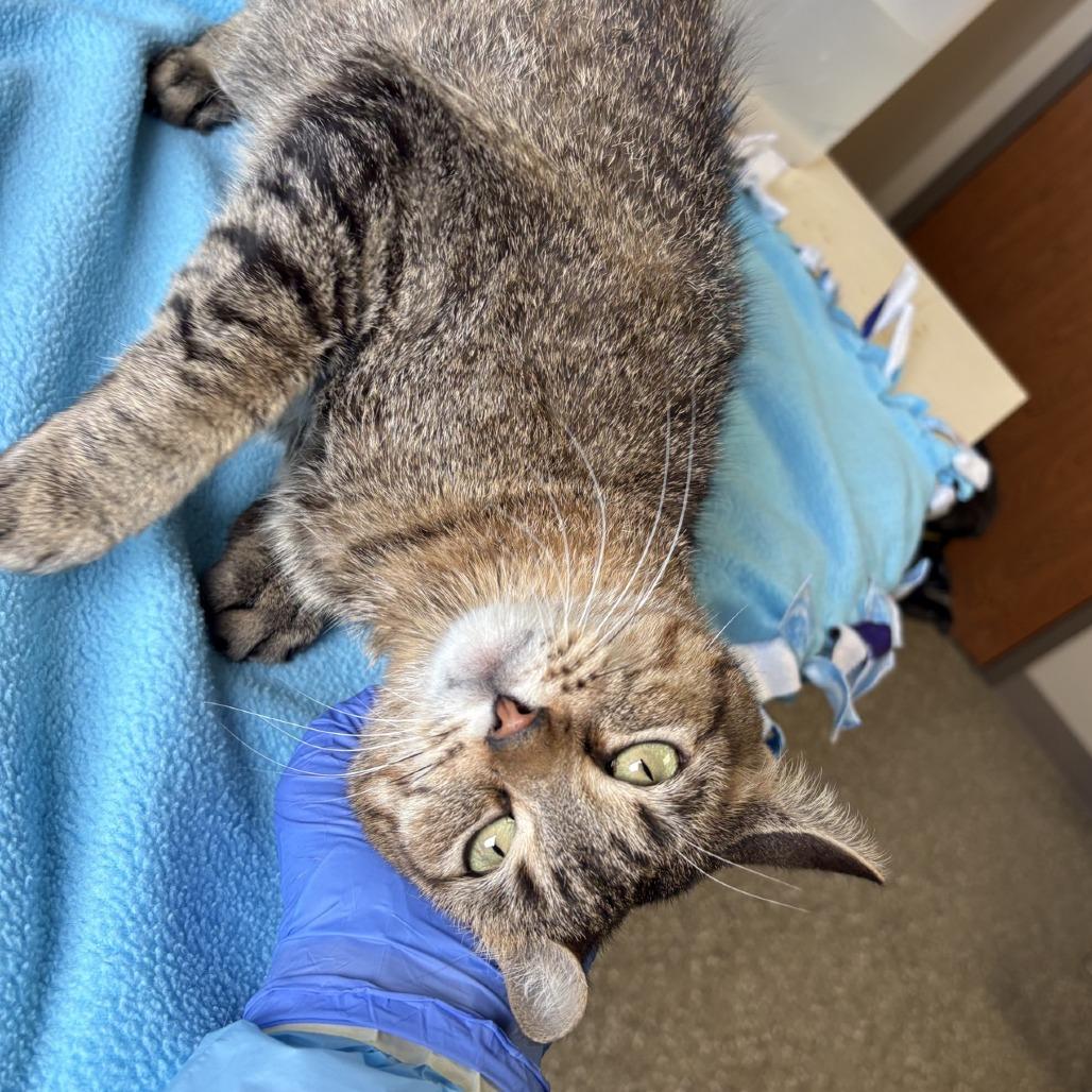 Rudolph, Adoptable, Adult Female Domestic Short Hair.