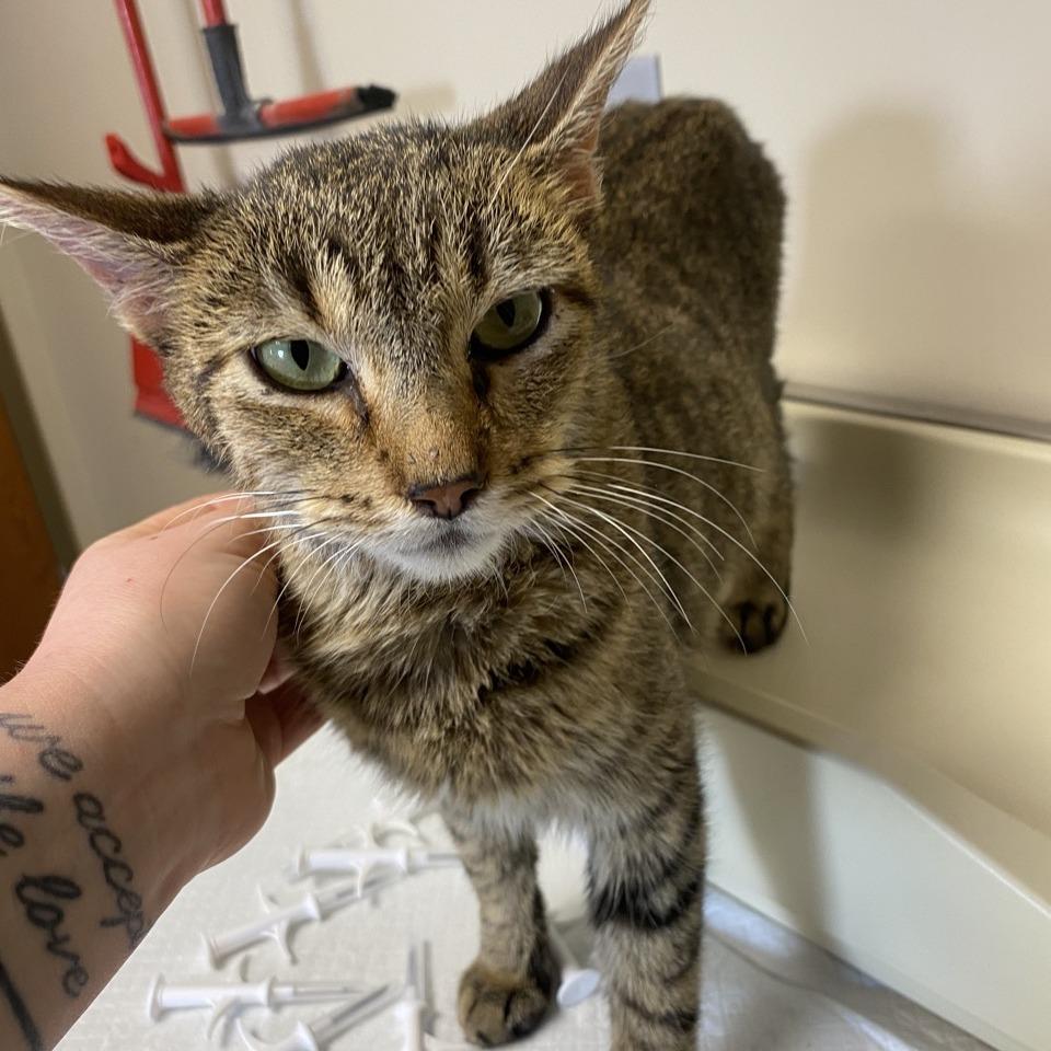 Enlarge Rudolph, a Adoptable Domestic Short Hair in Norfolk, NE image 3/3