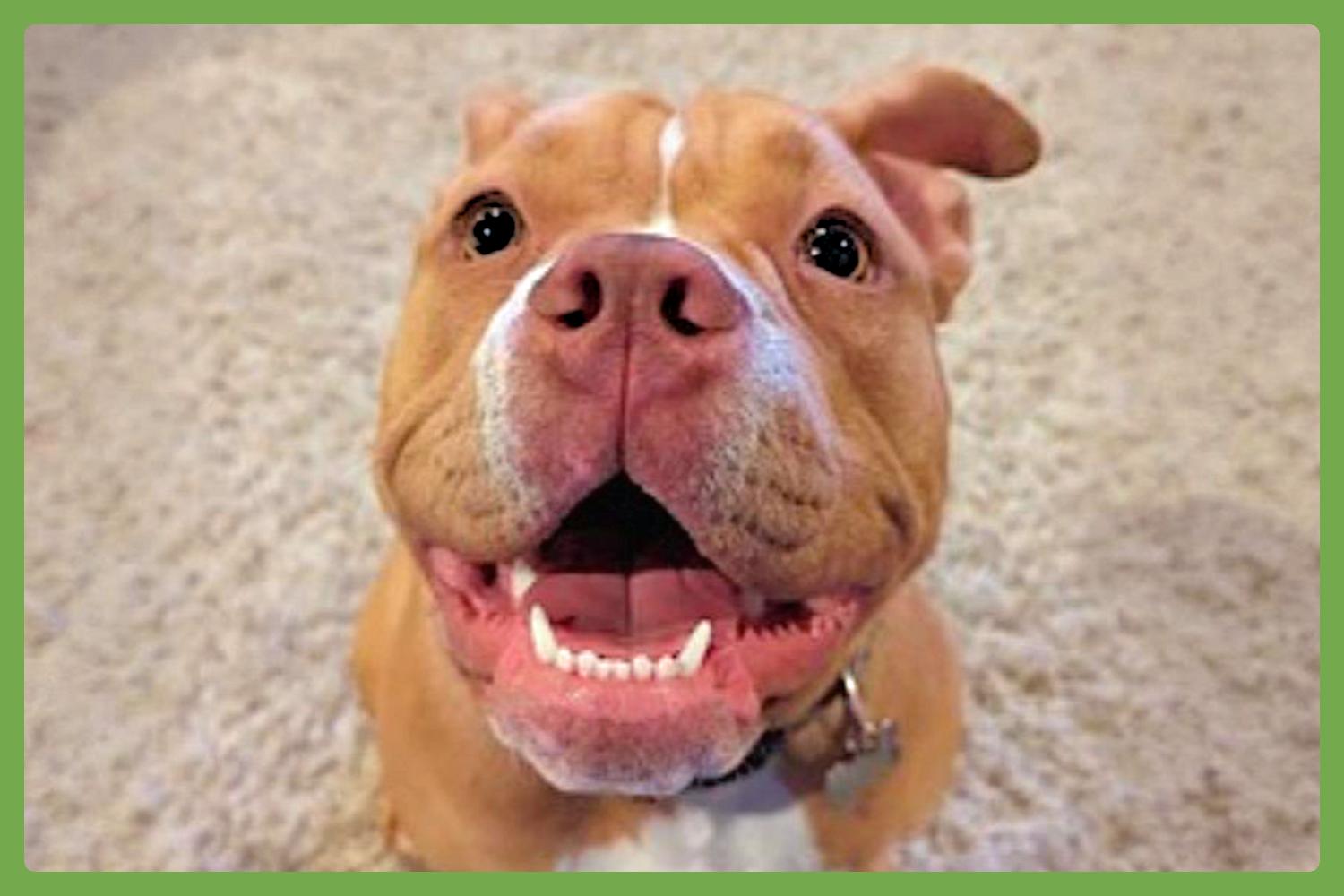 Lily, adopted, Adult Female American Bully.