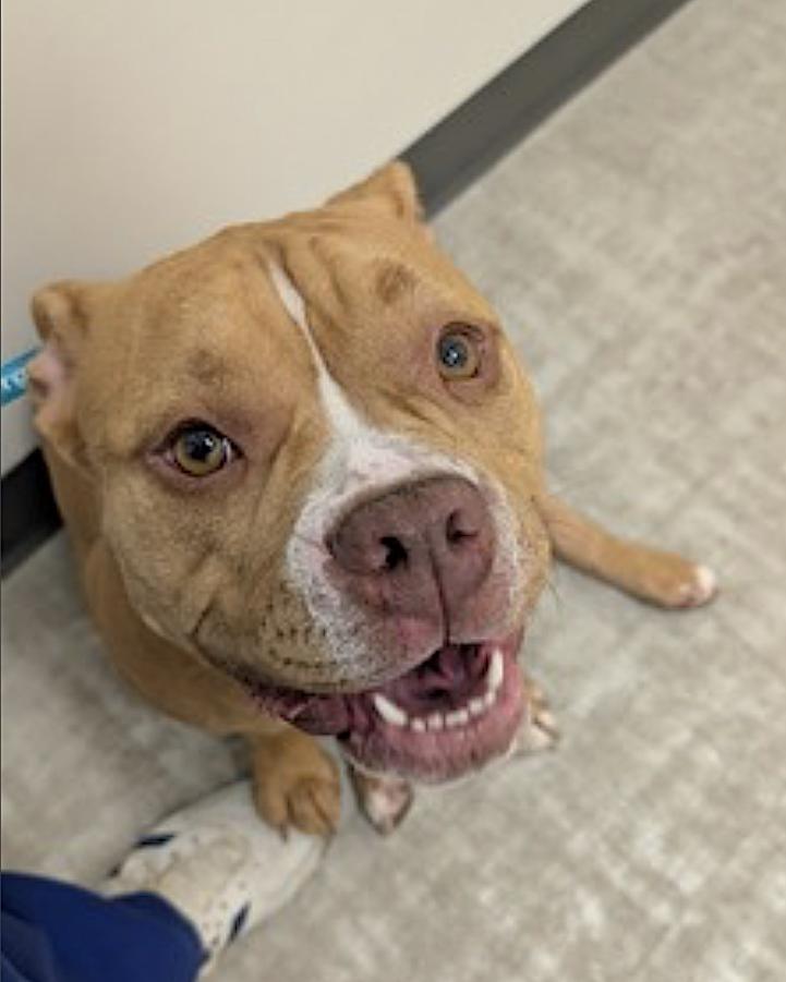 Enlarge Lily, an adopted American Bully in Amherst, MA image 2/6