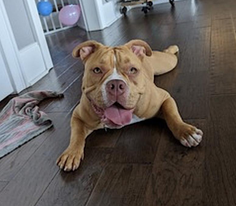 Enlarge Lily, an adopted American Bully in Amherst, MA image 4/6