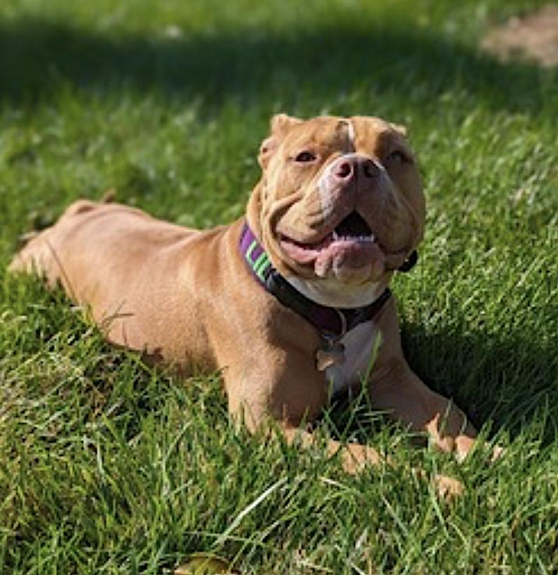 Enlarge Lily, an adopted American Bully in Amherst, MA image 5/6