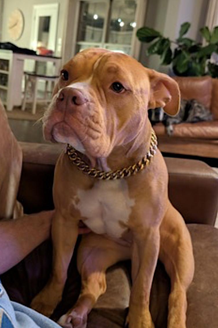 Enlarge Lily, an adopted American Bully in Amherst, MA image 3/6