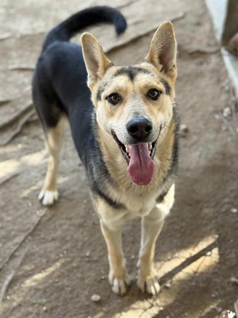 Enlarge KELLY, a Adoptable German Shepherd Dog in Riverside, CA image 1/1