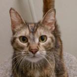Shay, a Adoptable Domestic Short Hair in Verona, WI image 2/3