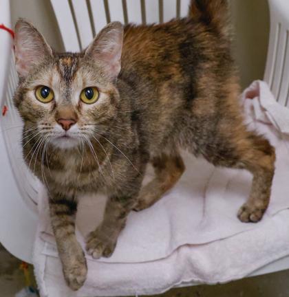 Shay, Adoptable, Young Female Domestic Short Hair & Domestic Short Hair.