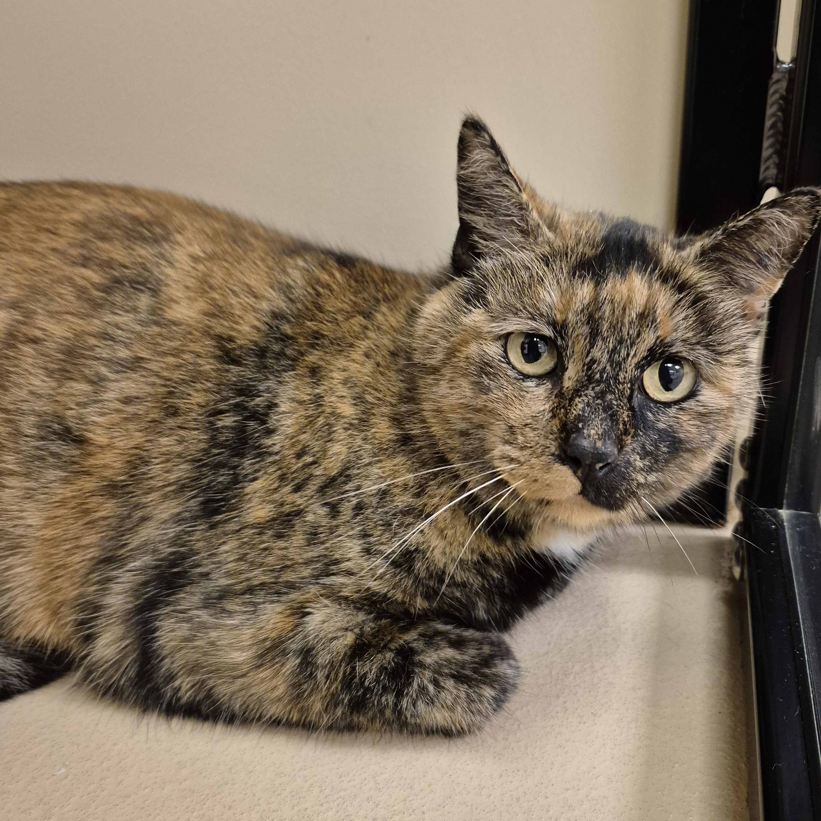 Detective Benson, ADOPTABLE, Adult Female Domestic Short Hair.