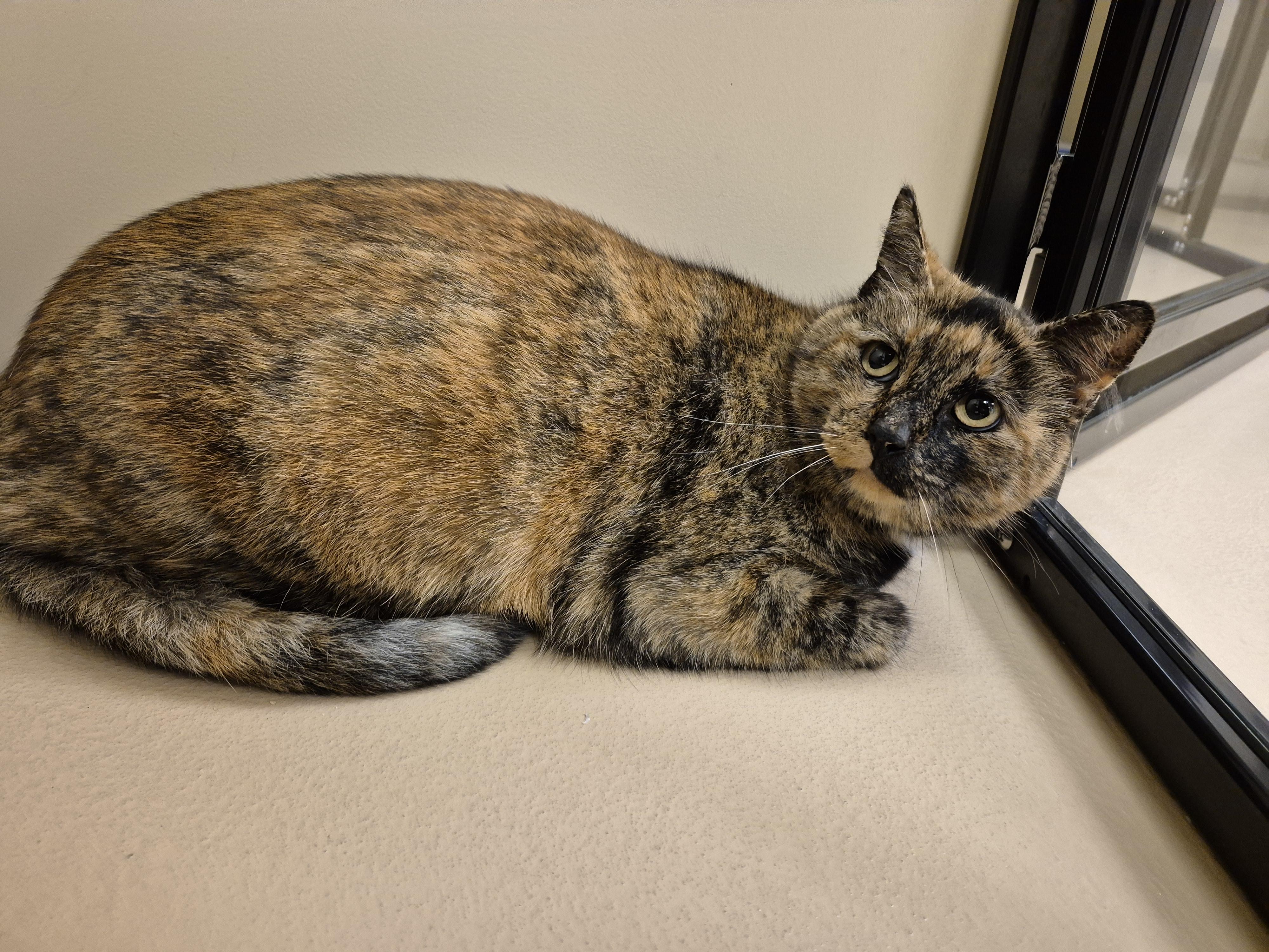 Enlarge Detective Benson, a ADOPTABLE Domestic Short Hair in Schertz, TX image 2/2