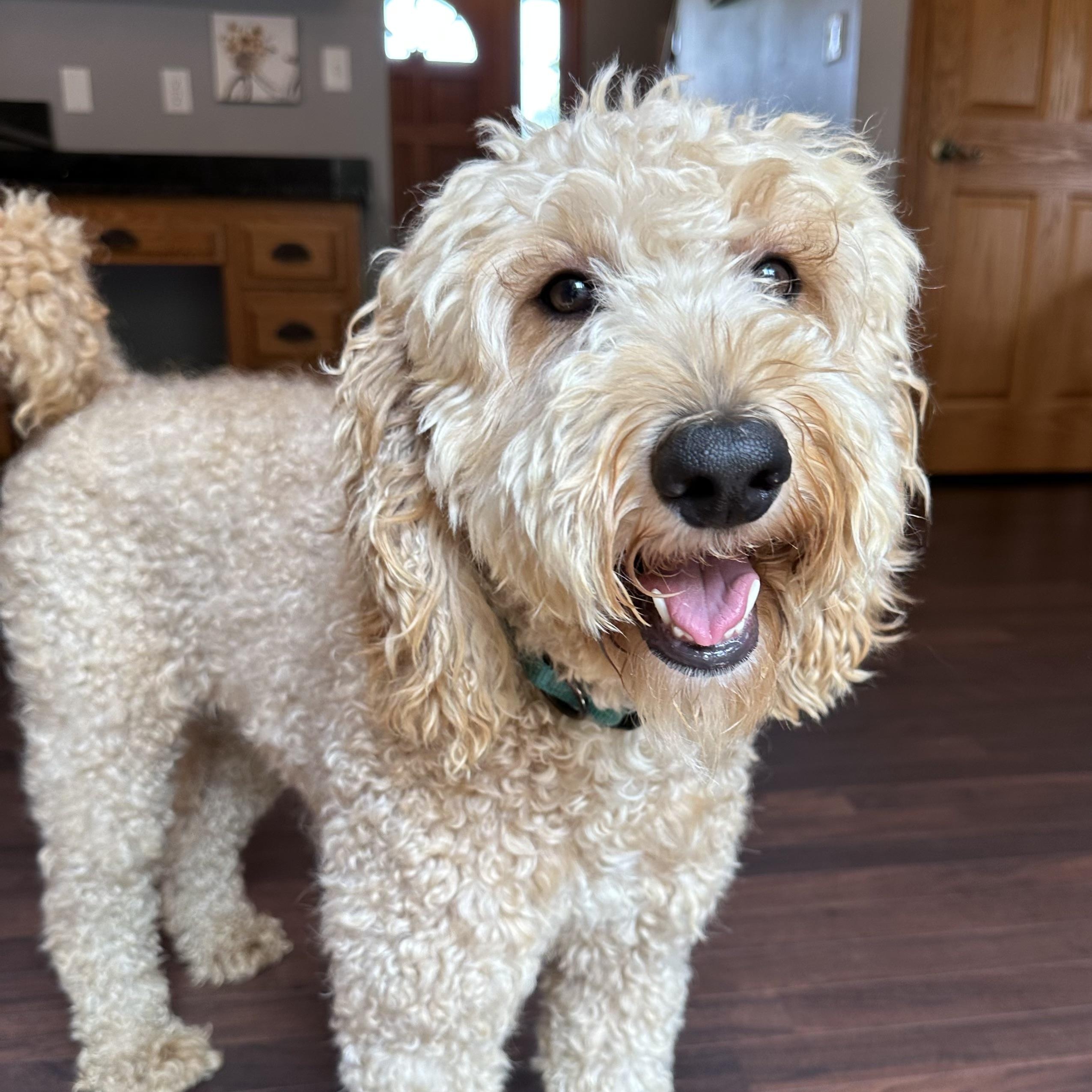 Renea -Foster Home Needed