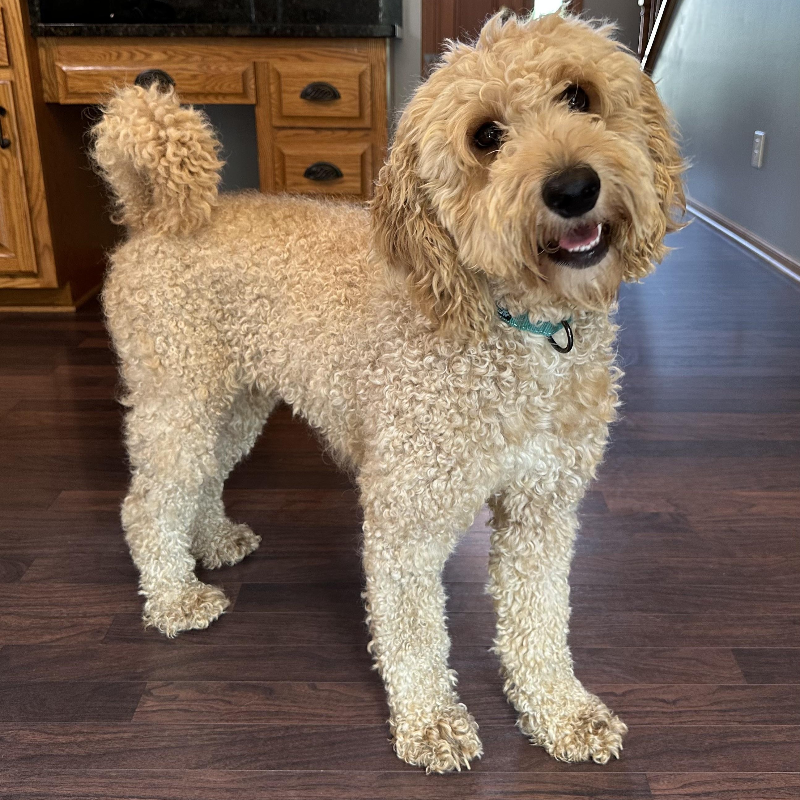 Renea -Foster Home Needed