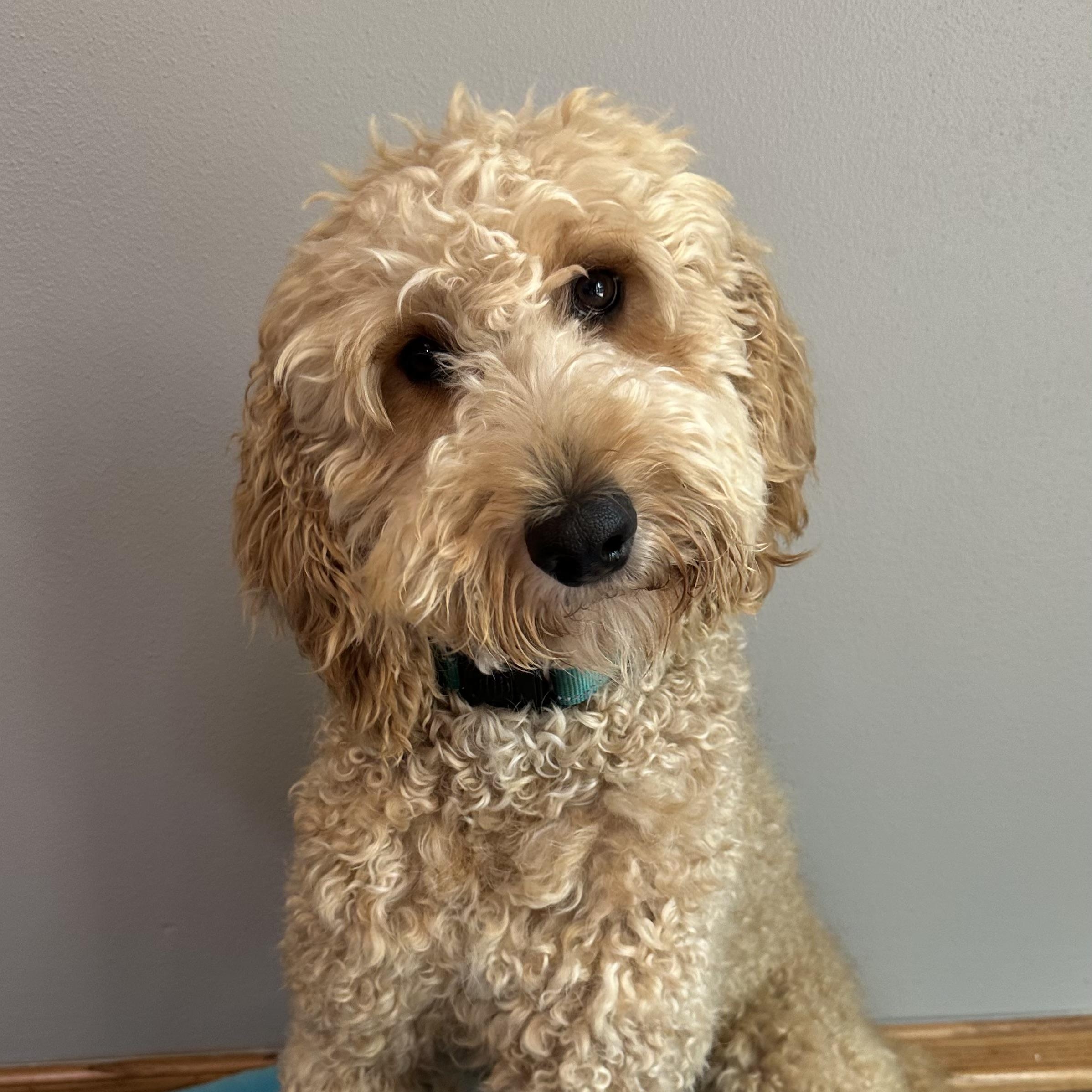 Renea -Foster Home Needed