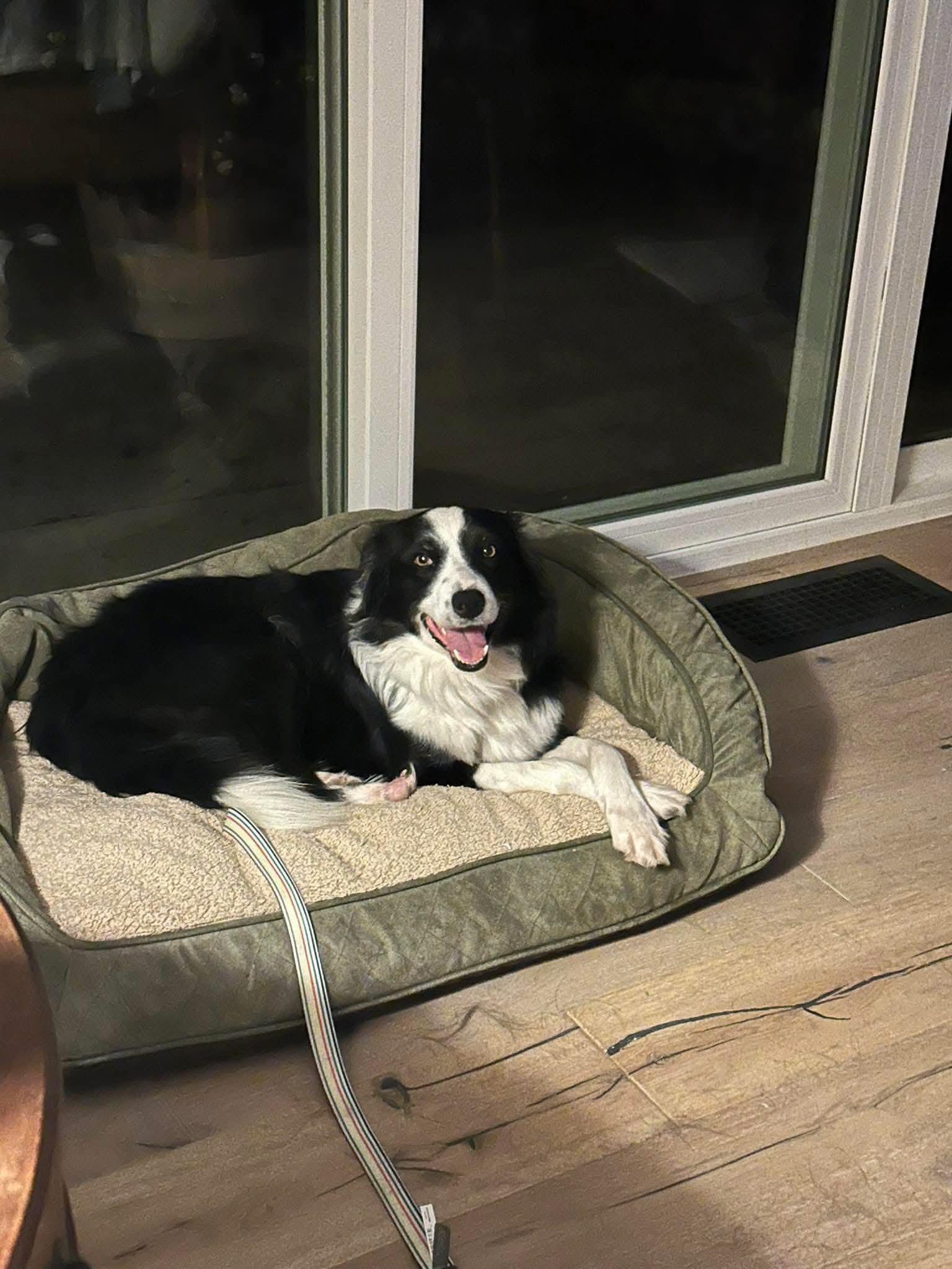 Enlarge 26Whitney, a ADOPTABLE mixed breed in Shingle Springs, CA image 1/5