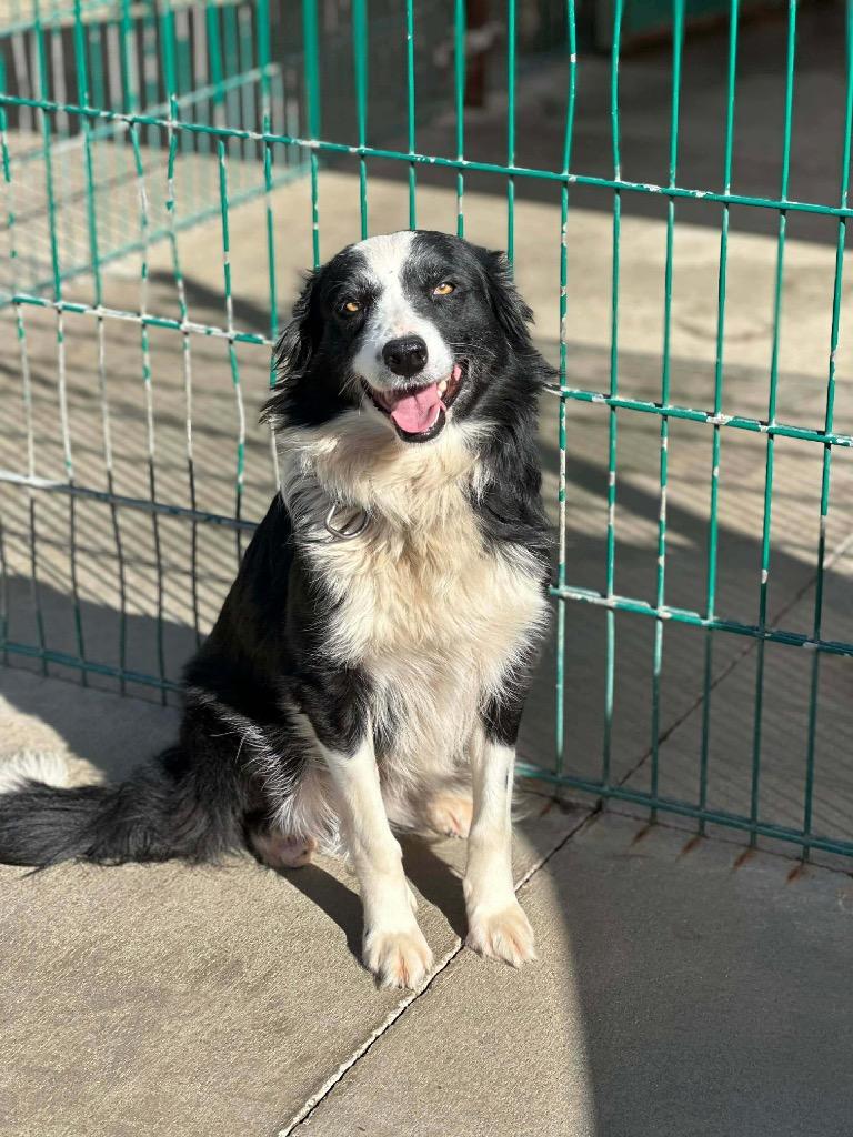 Enlarge 26Whitney, a ADOPTABLE mixed breed in Shingle Springs, CA image 4/5