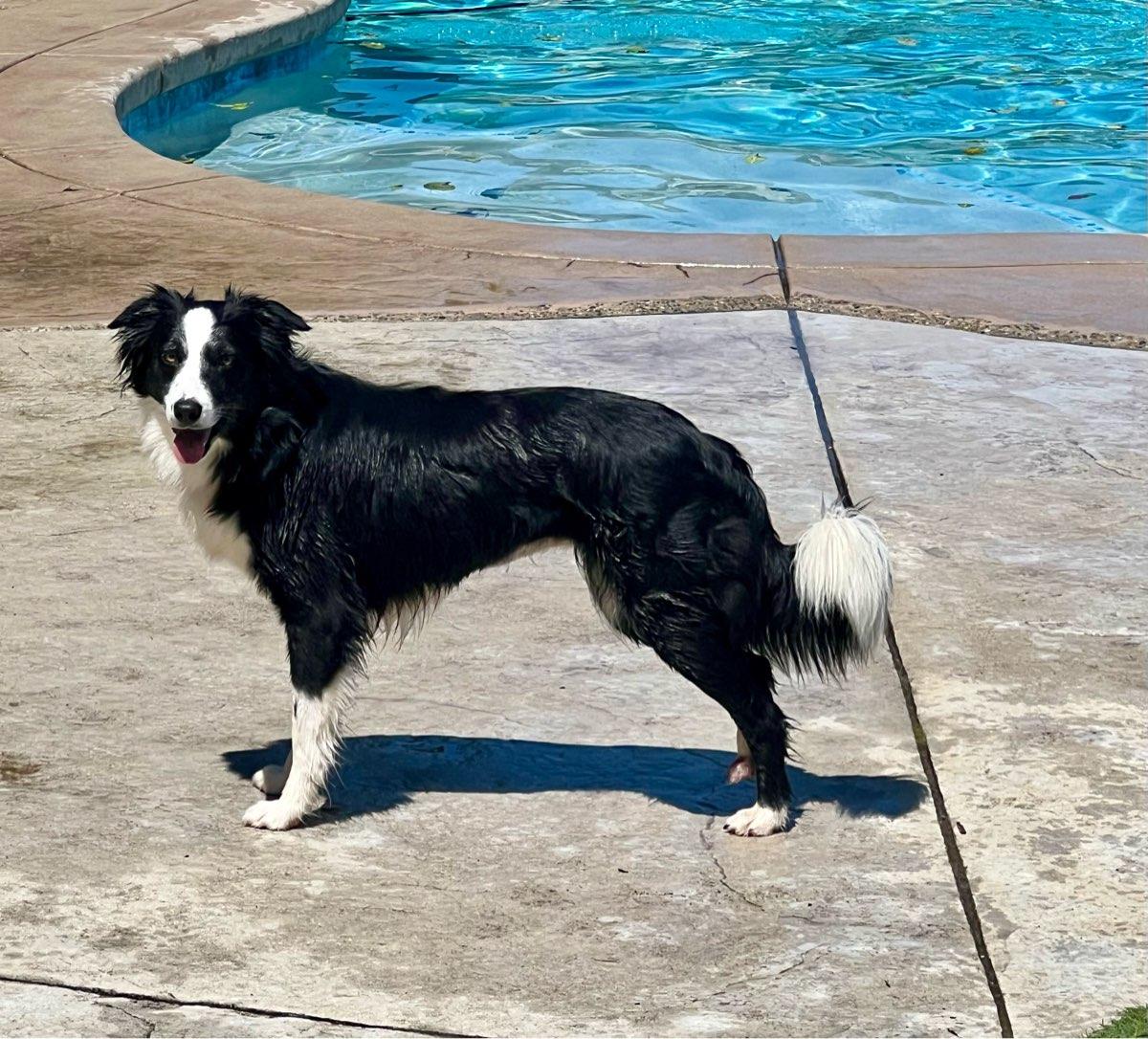 Enlarge 26Whitney, a ADOPTABLE mixed breed in Shingle Springs, CA image 3/5